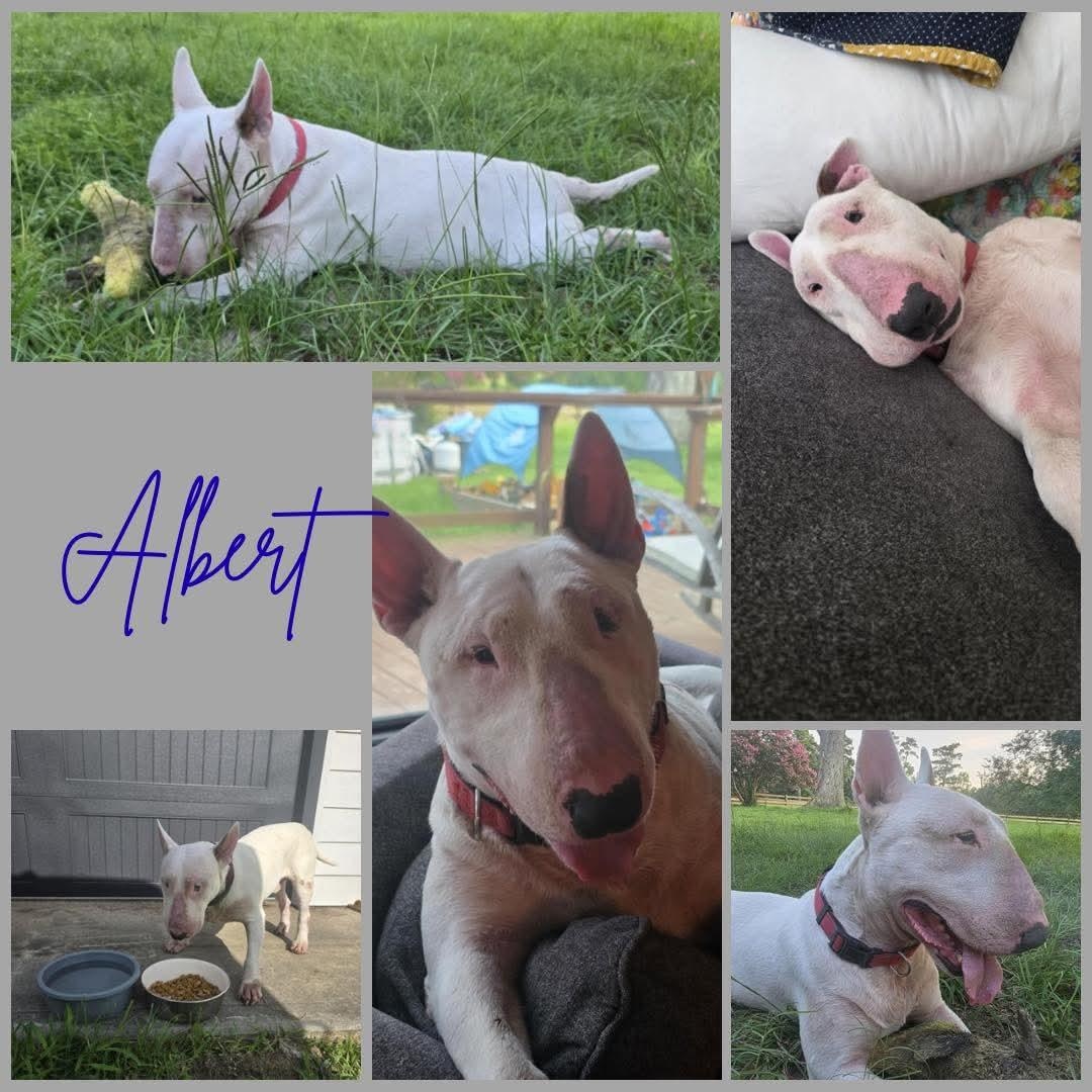 Enlarge Albert, a ADOPTABLE Bull Terrier in Houston, TX image 5/5