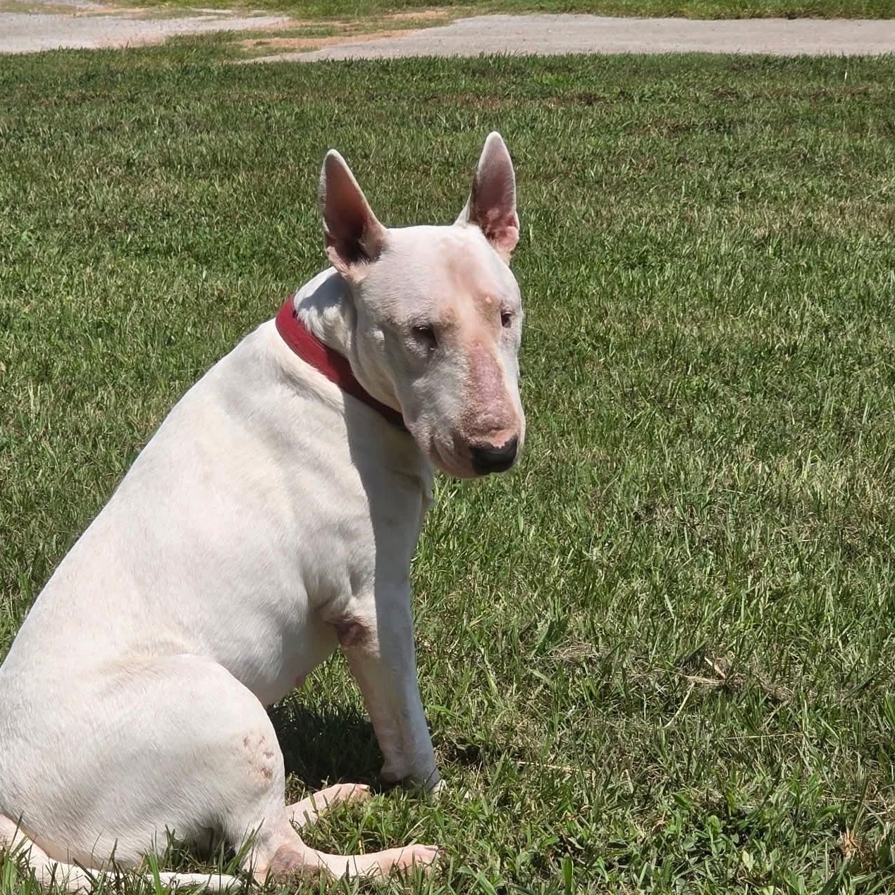 Albert, ADOPTABLE, Adult Male Bull Terrier.