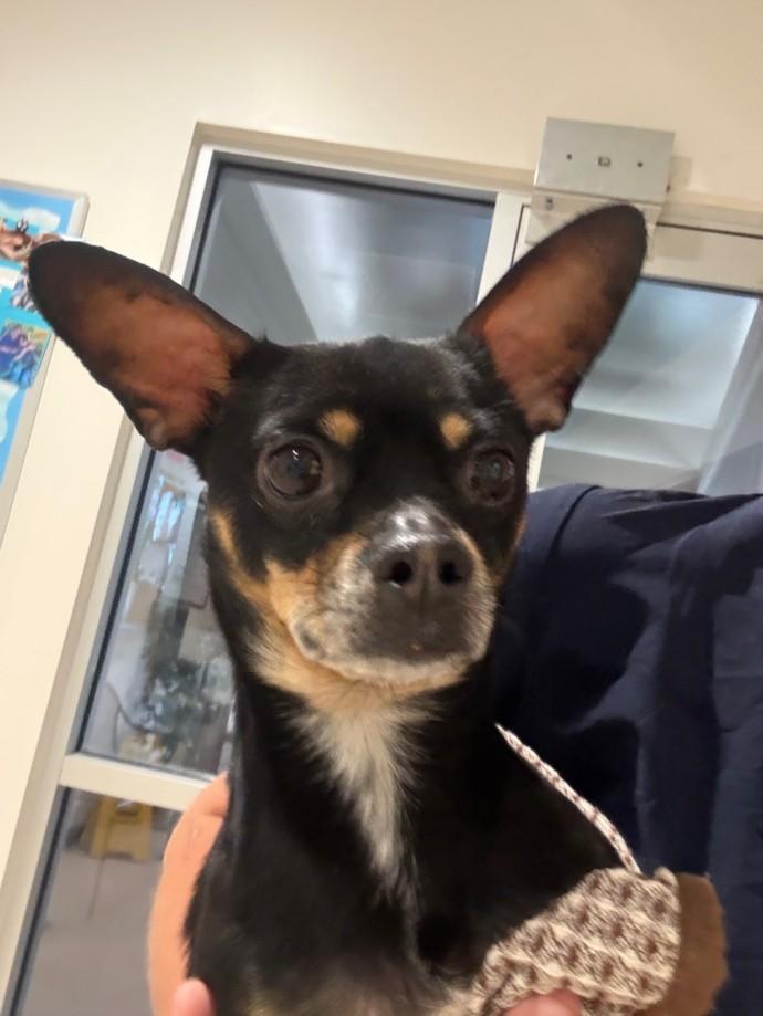 A209860, Adoptable, Adult Female Chihuahua.
