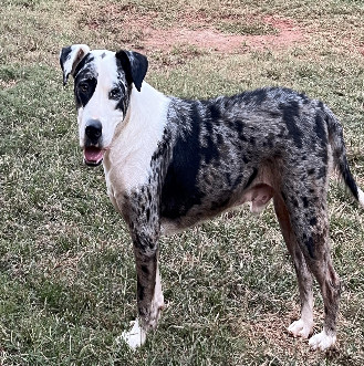 Riley, Adopted, Adult Male American Staffordshire Terrier & Shepherd.