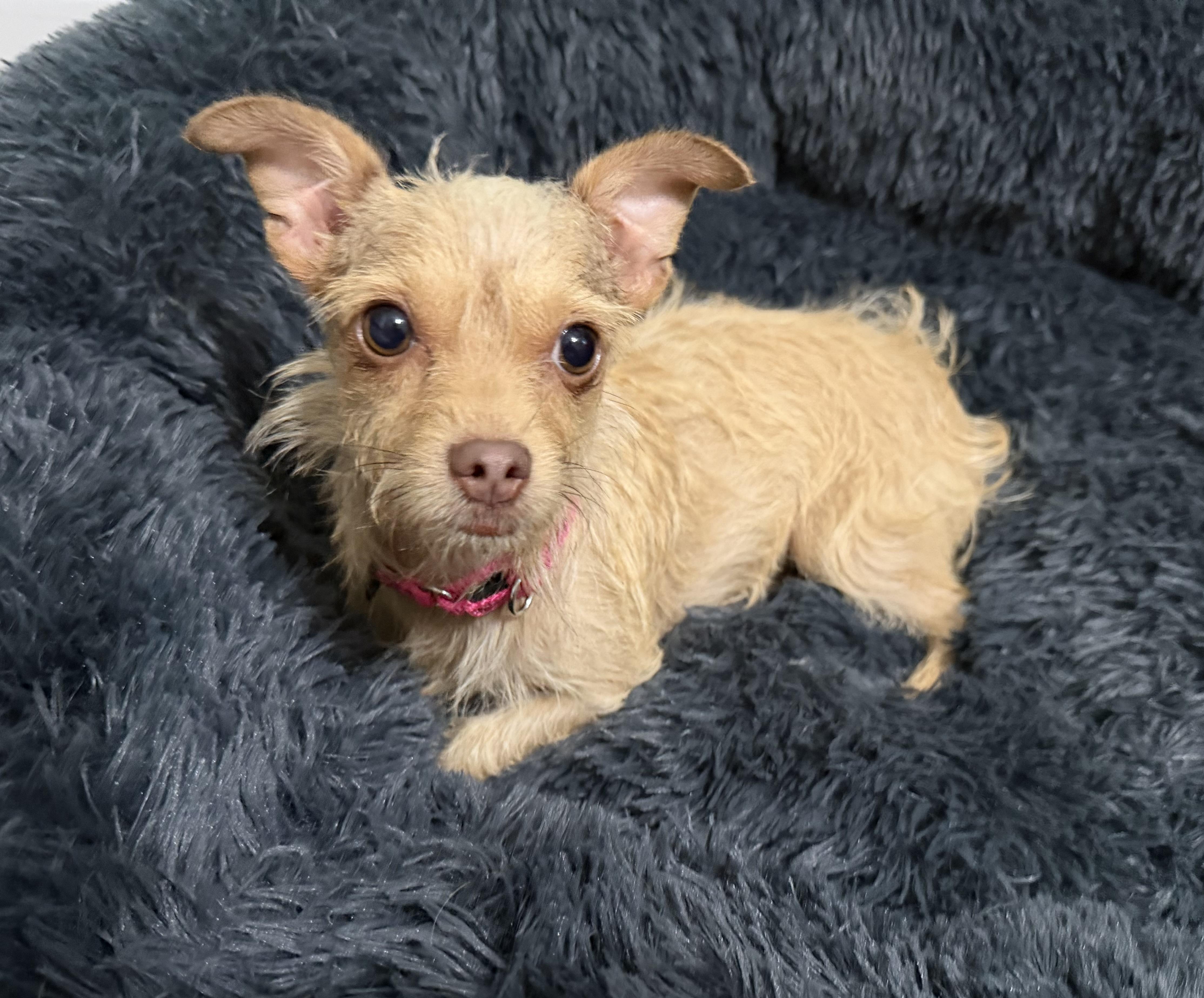 Enlarge Molly, a ADOPTABLE Chorkie in Pelham, NH image 6/6