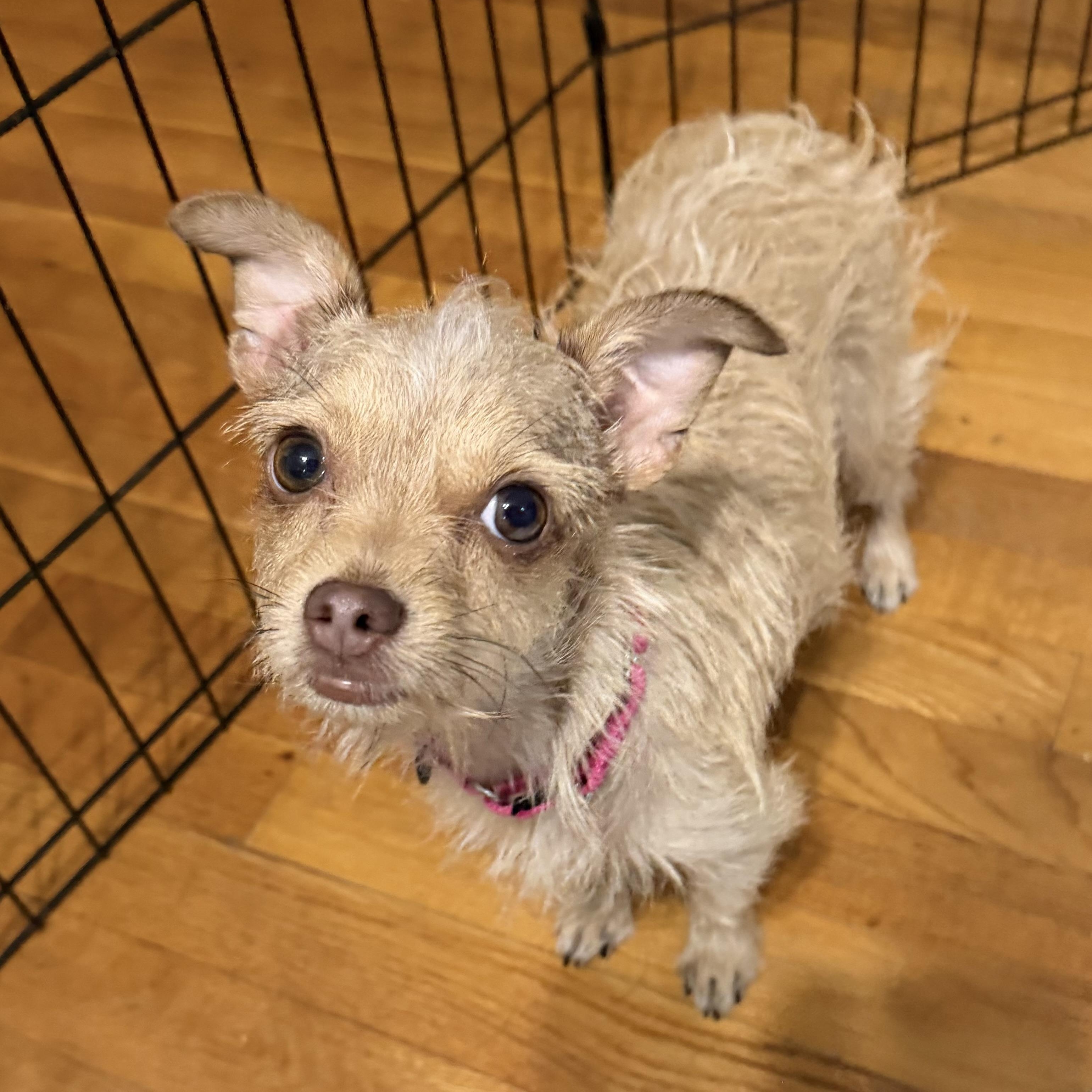 Enlarge Molly, a ADOPTABLE Chorkie in Pelham, NH image 3/6