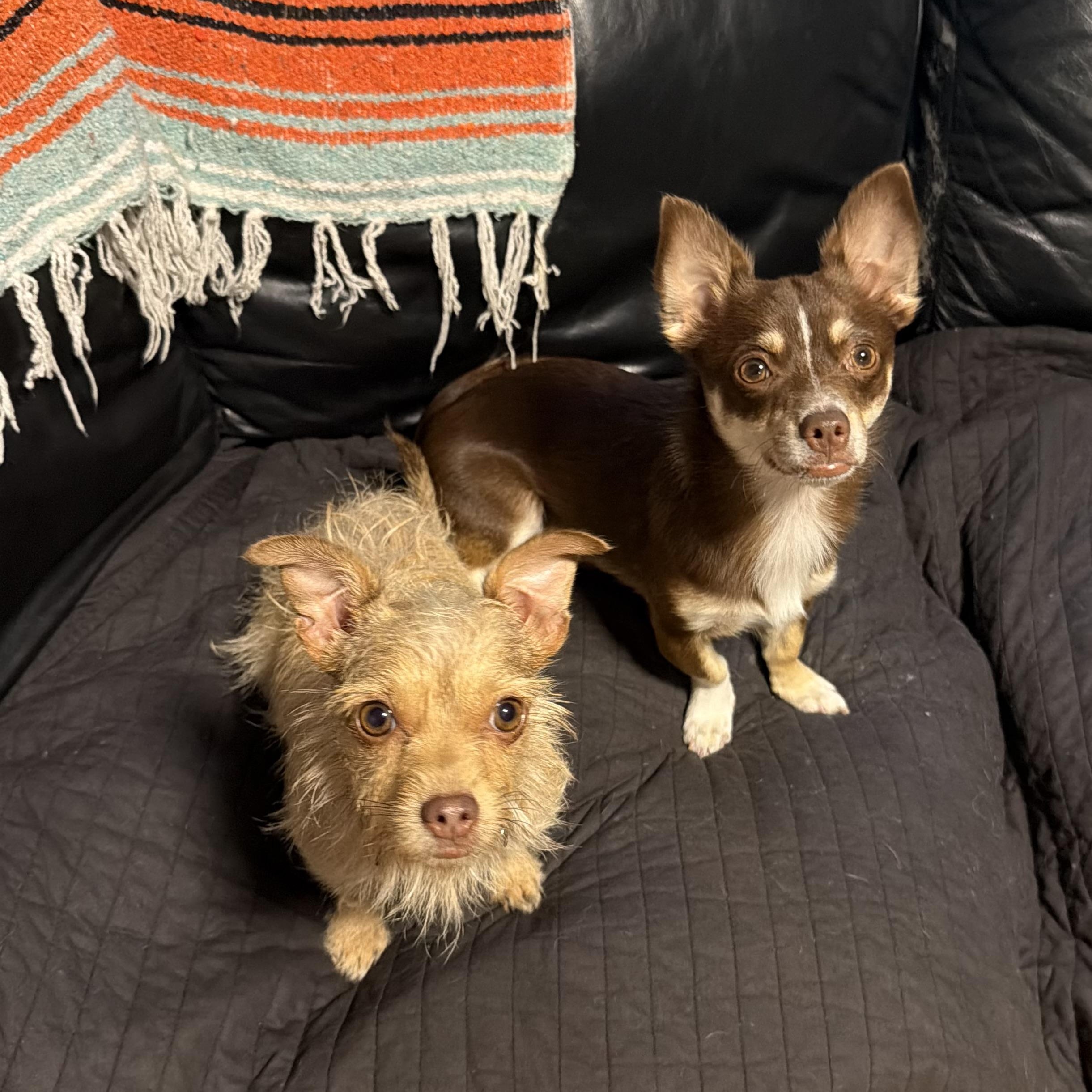 Enlarge Molly, a ADOPTABLE Chorkie in Pelham, NH image 4/6