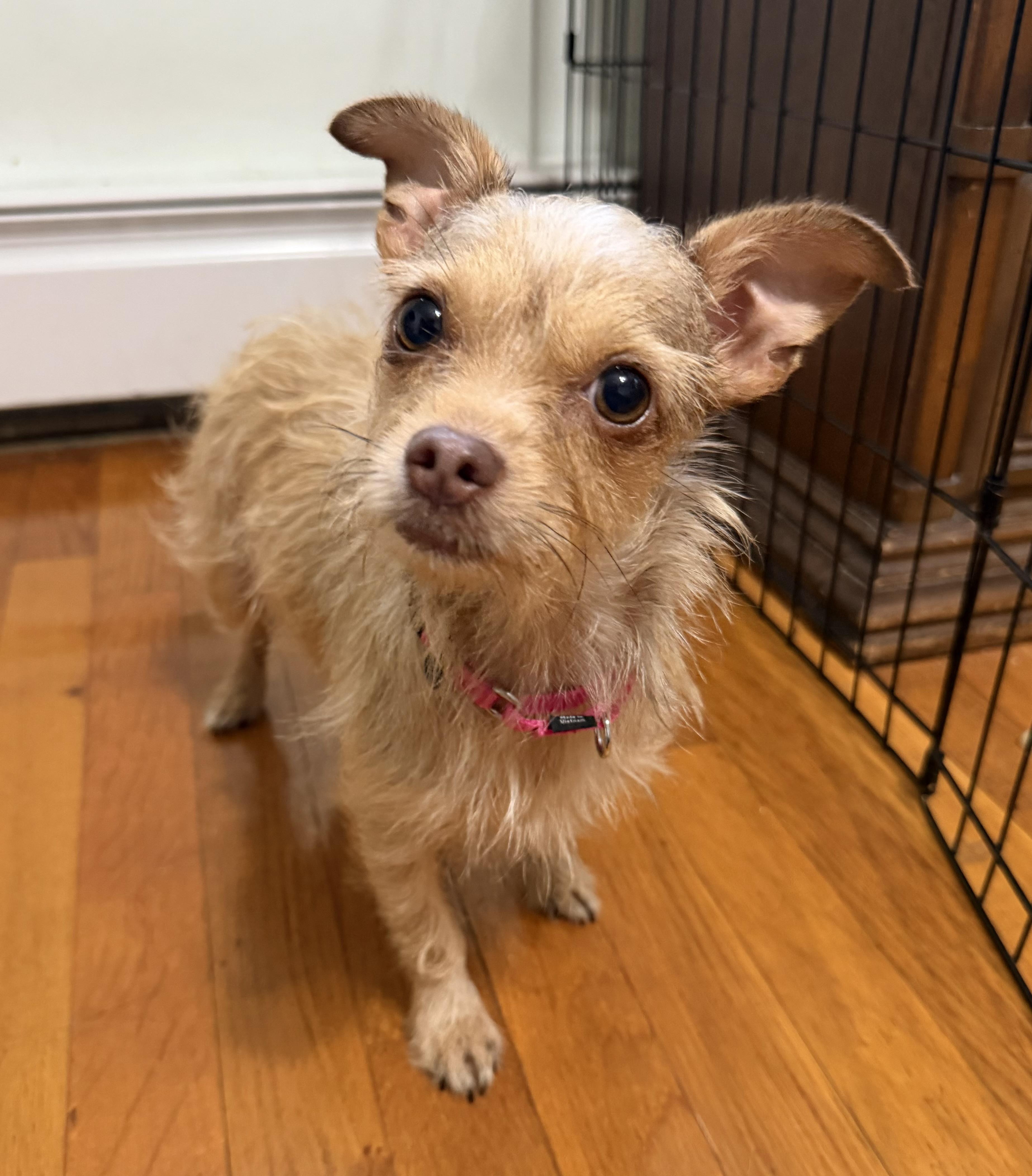 Enlarge Molly, a ADOPTABLE Chorkie in Pelham, NH image 5/6