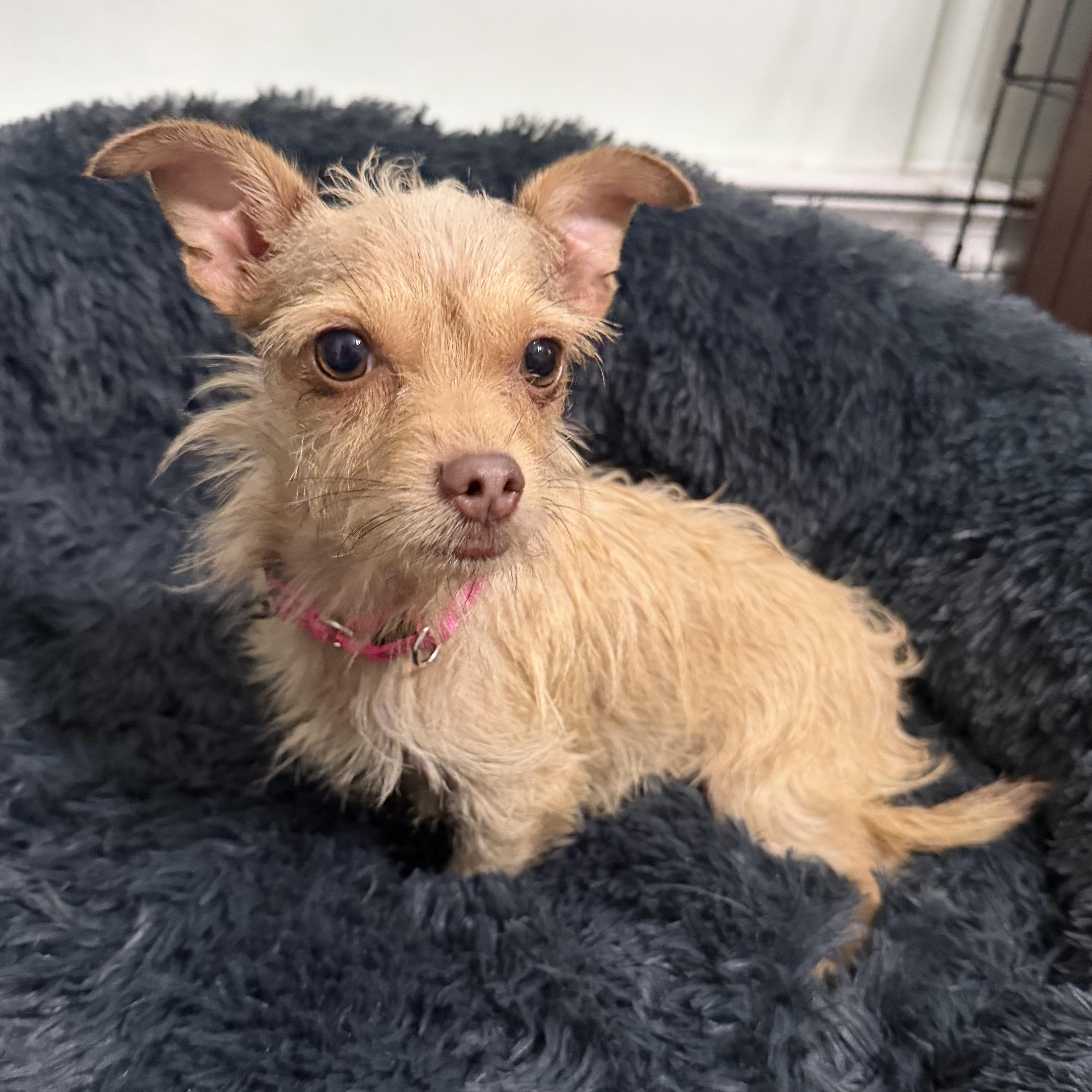 Molly, ADOPTABLE, Young Female Chorkie.
