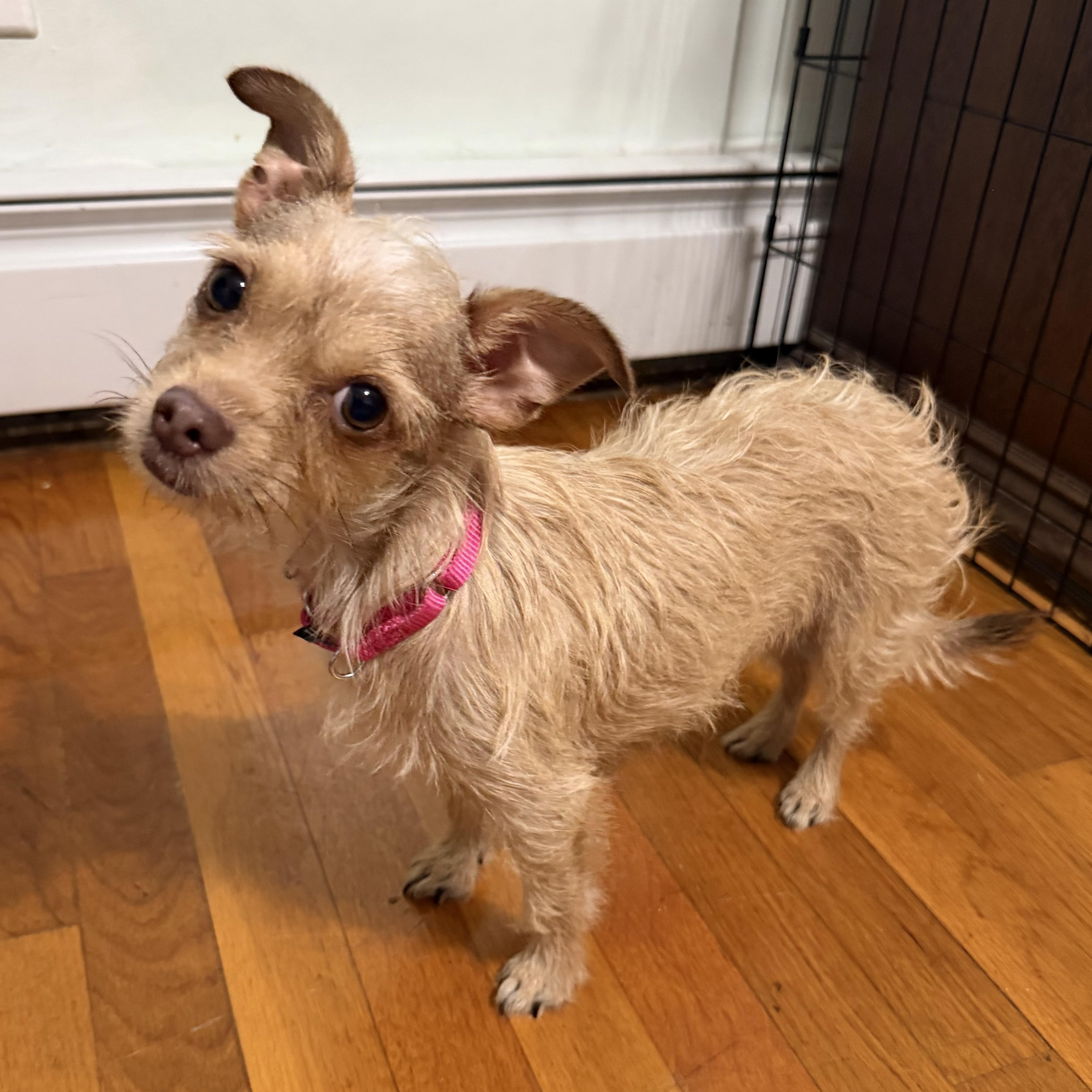 Enlarge Molly, a ADOPTABLE Chorkie in Pelham, NH image 2/6