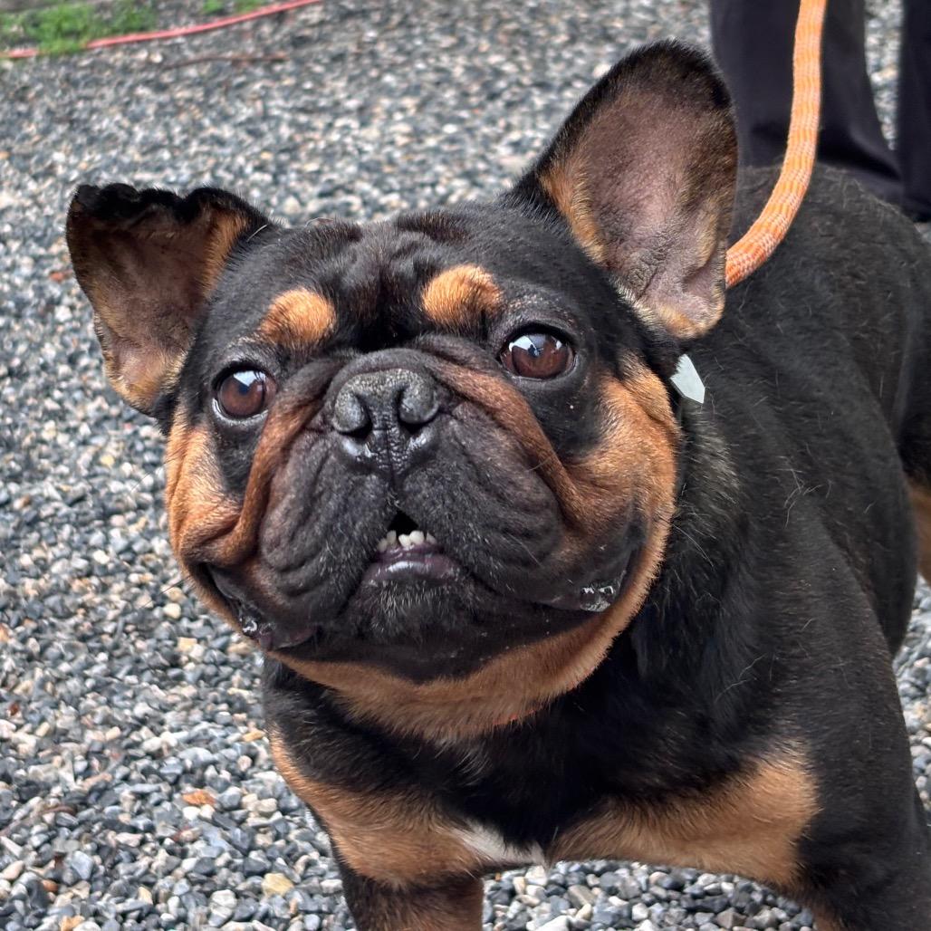 Butters, Adoptable, Adult Male French Bulldog.