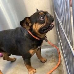Enlarge Butters, a Adoptable French Bulldog in York, PA image 2/6