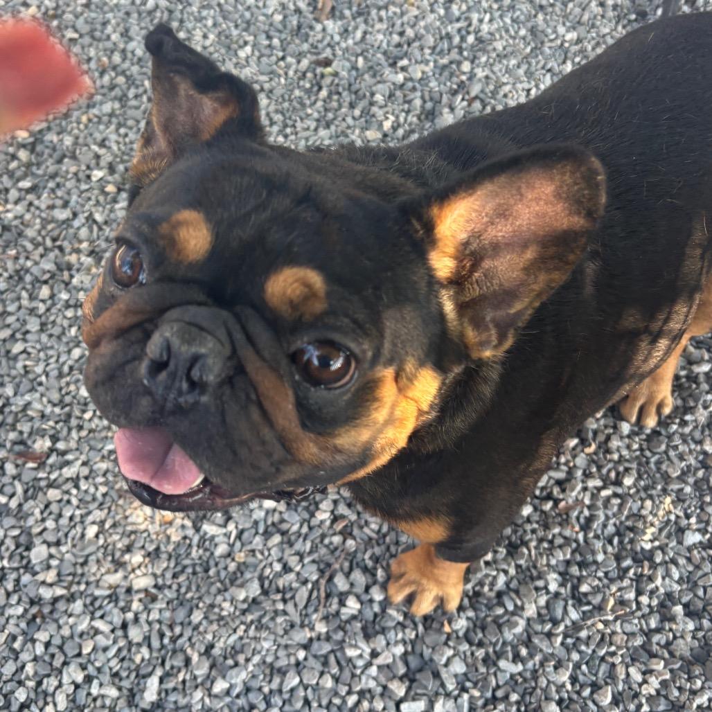 Enlarge Butters, a Adoptable French Bulldog in York, PA image 3/6