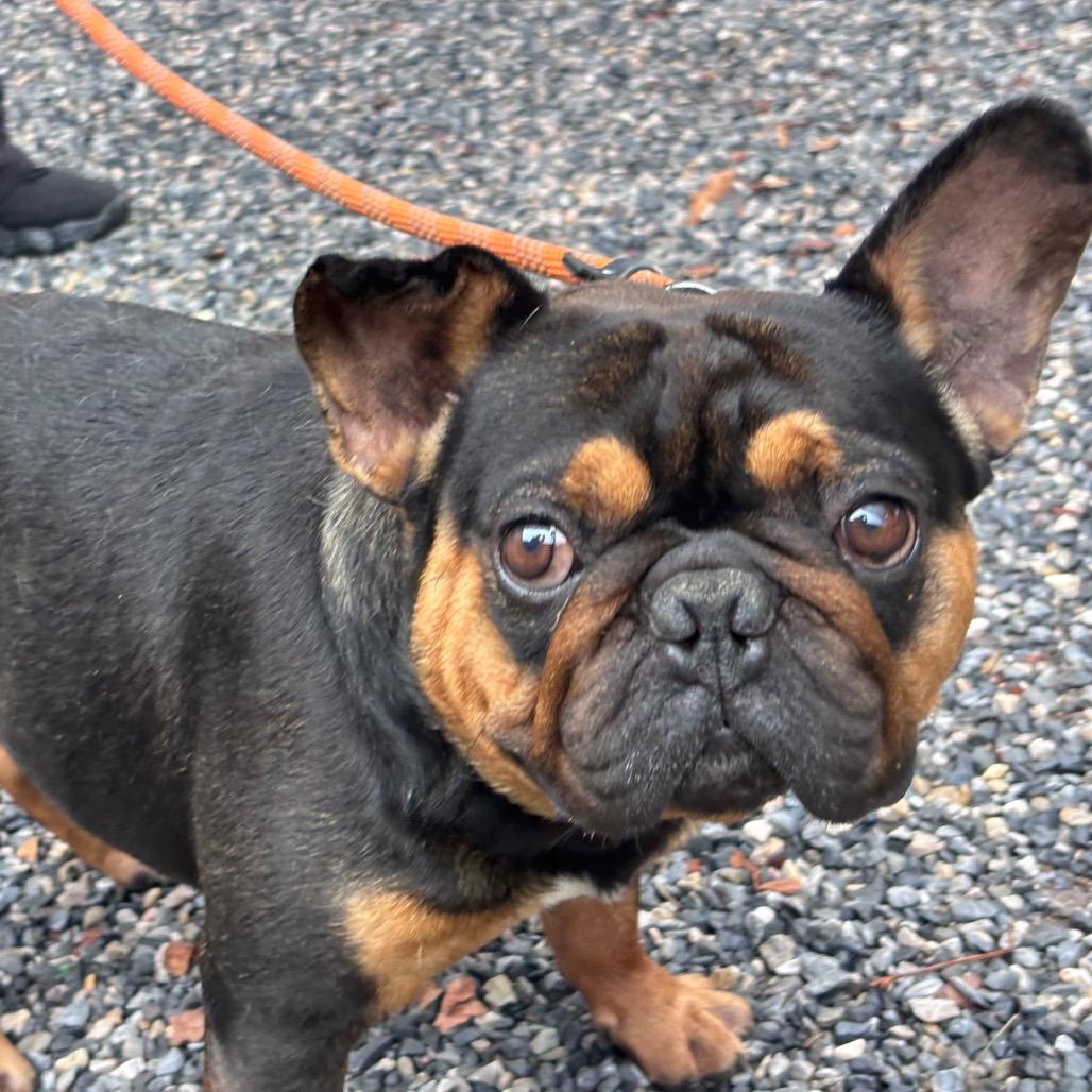 Enlarge Butters, a Adoptable French Bulldog in York, PA image 5/6