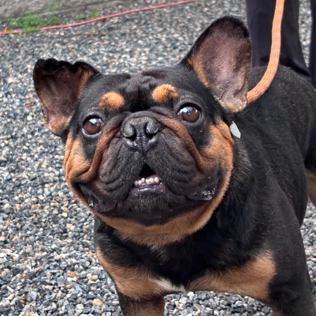 Enlarge Butters, a Adoptable French Bulldog in York, PA image 6/6