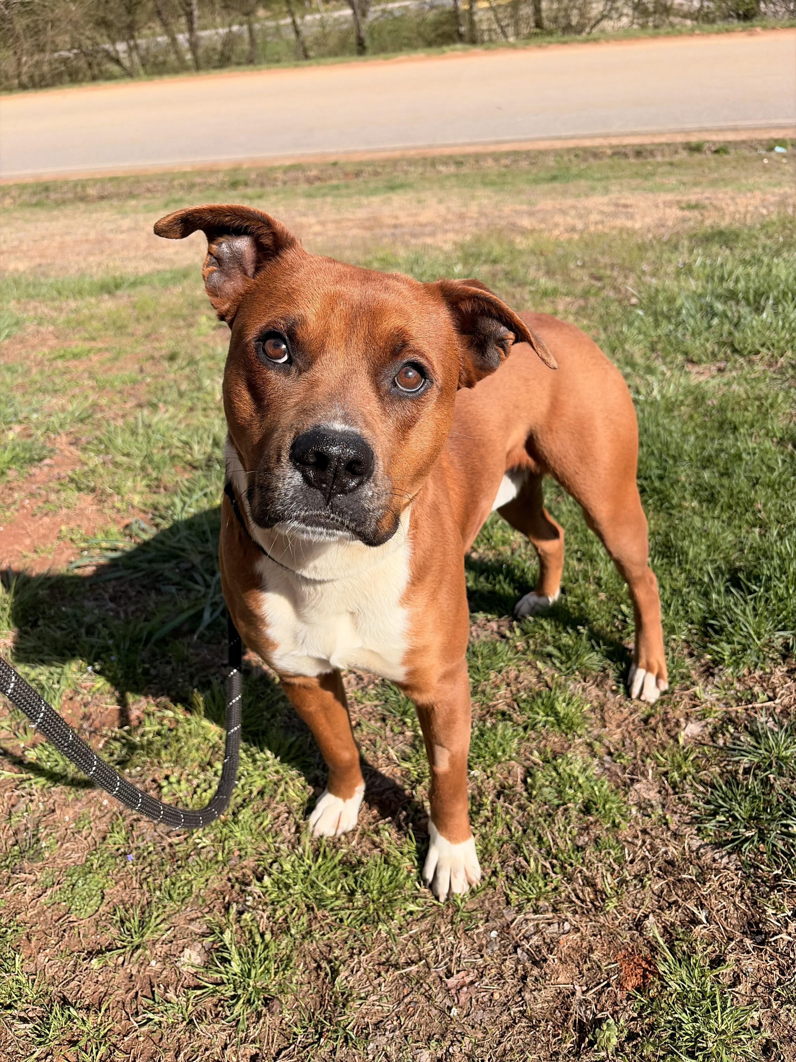 Enlarge Banx, a ADOPTABLE mixed breed in Franklin, NC image 3/5