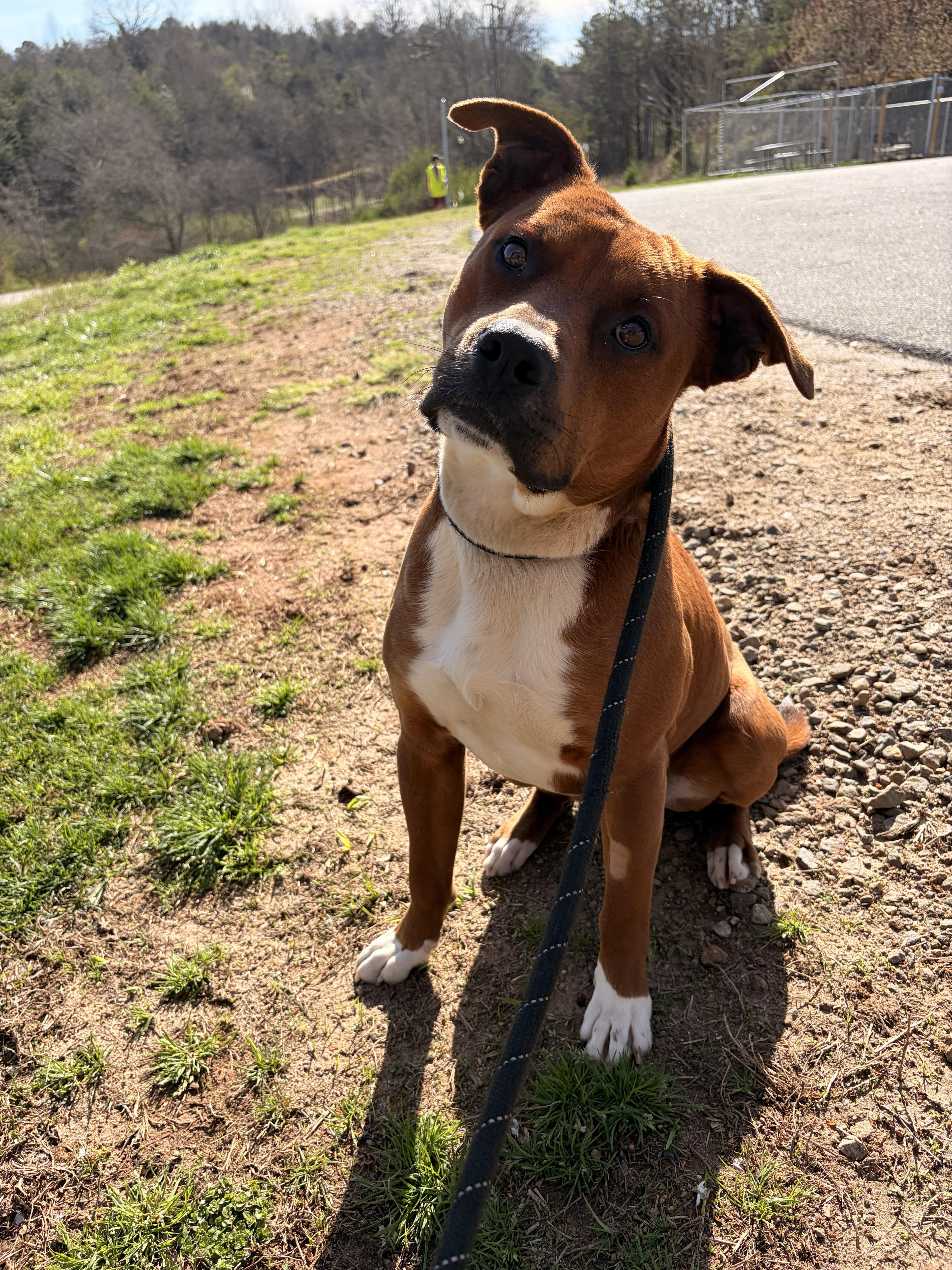 Enlarge Banx, a ADOPTABLE mixed breed in Franklin, NC image 4/5