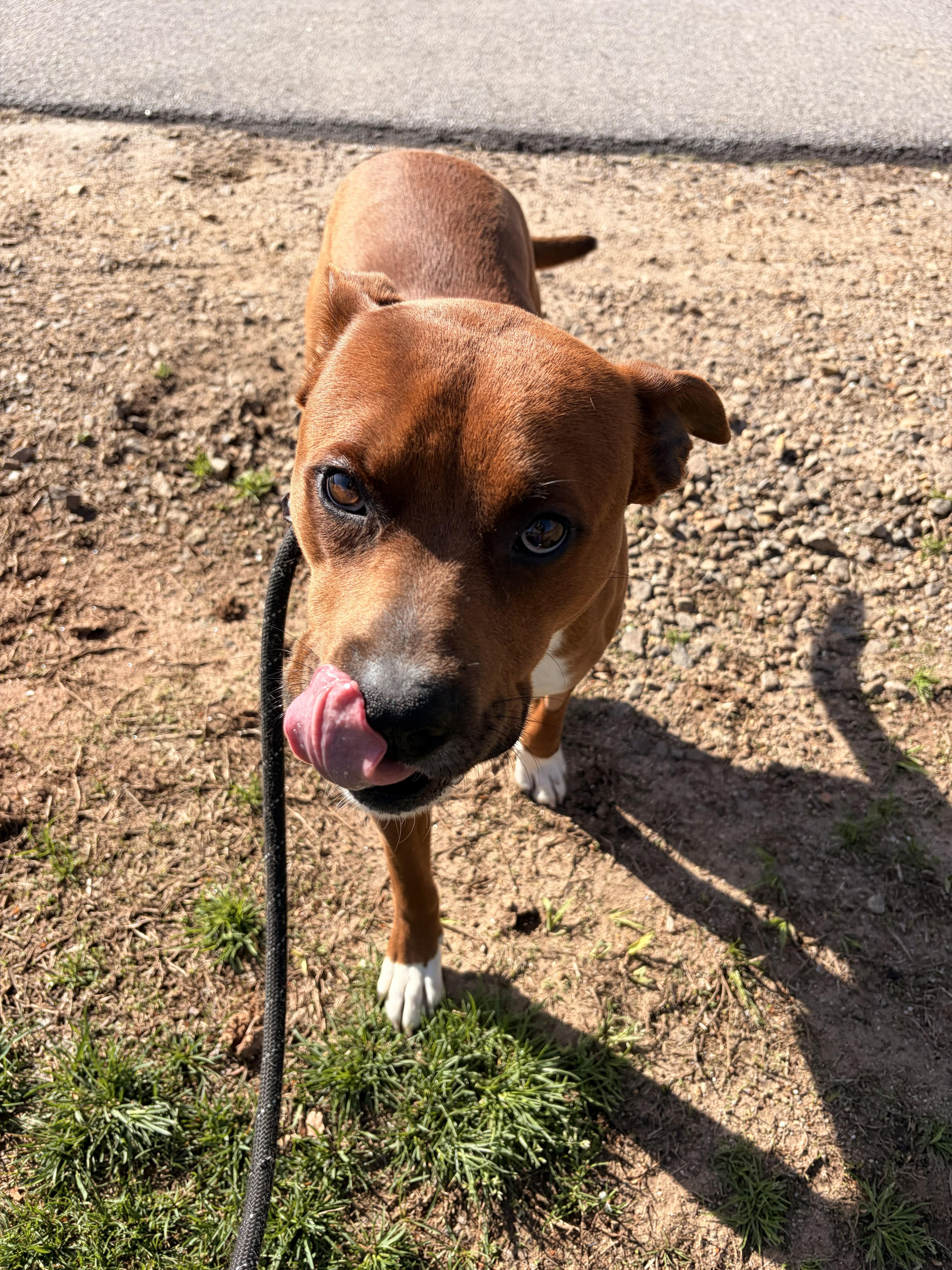 Enlarge Banx, a ADOPTABLE mixed breed in Franklin, NC image 5/5