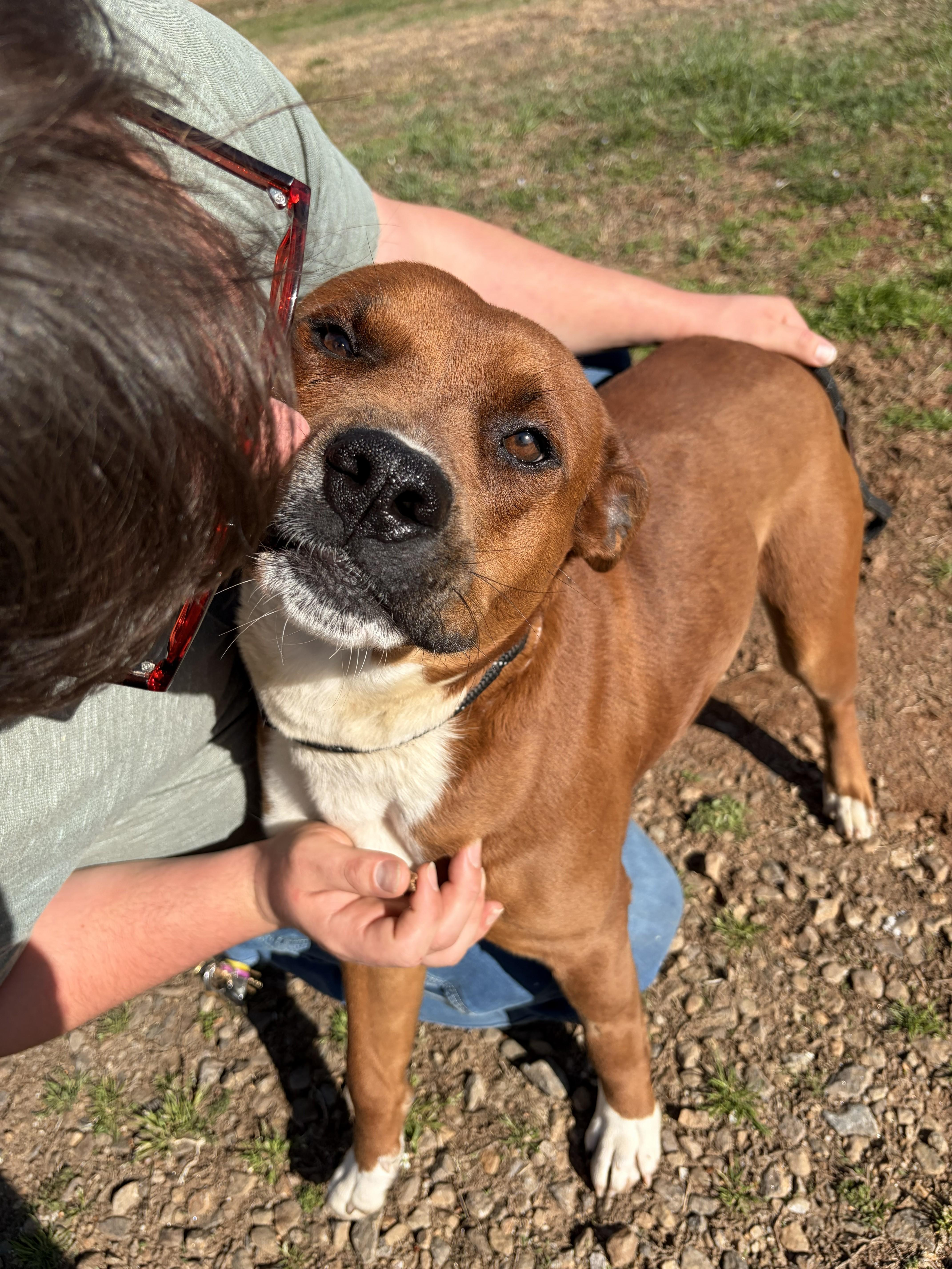 Enlarge Banx, a ADOPTABLE mixed breed in Franklin, NC image 2/5