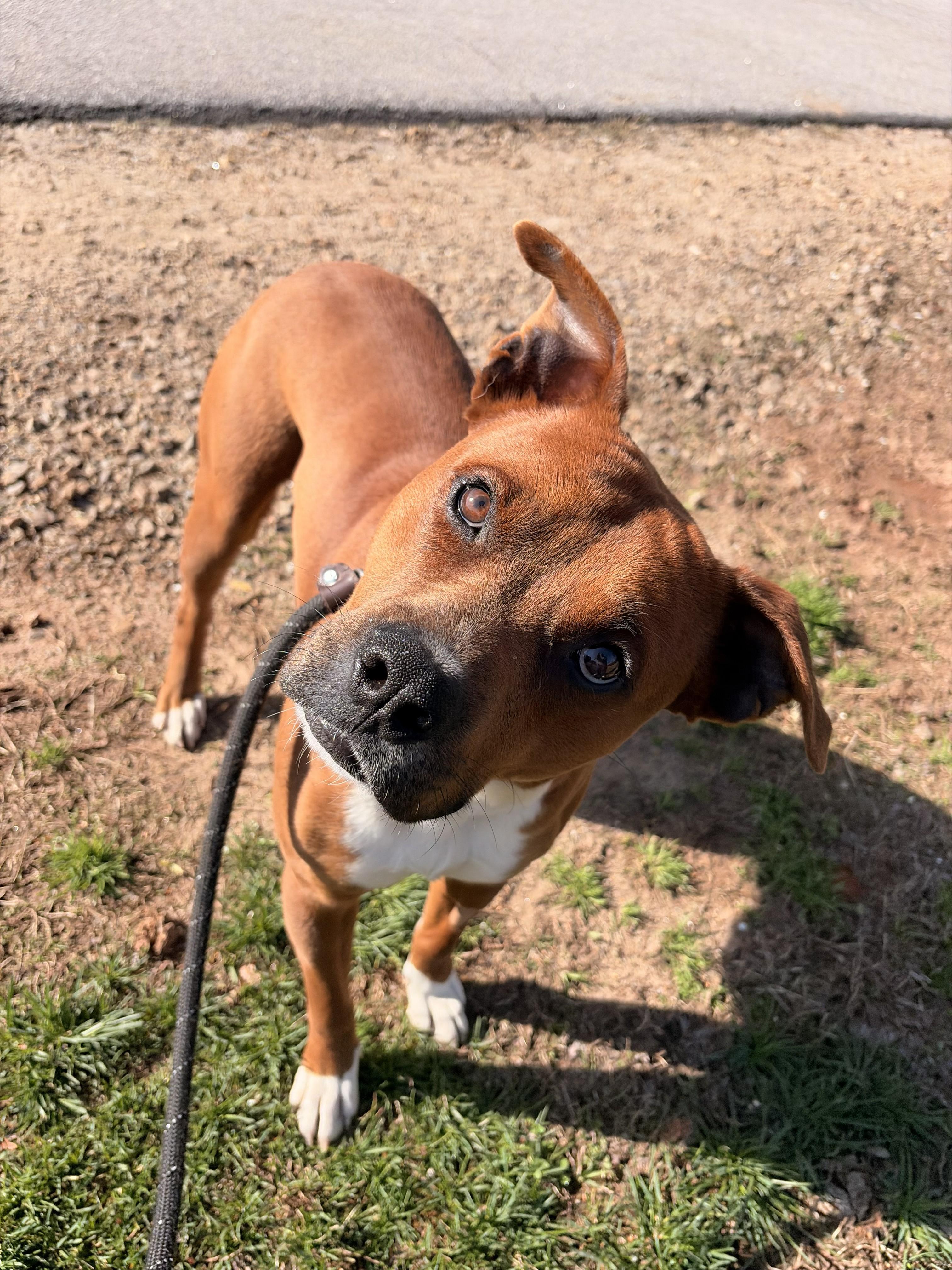Banx, ADOPTABLE, Young Male American Staffordshire Terrier.
