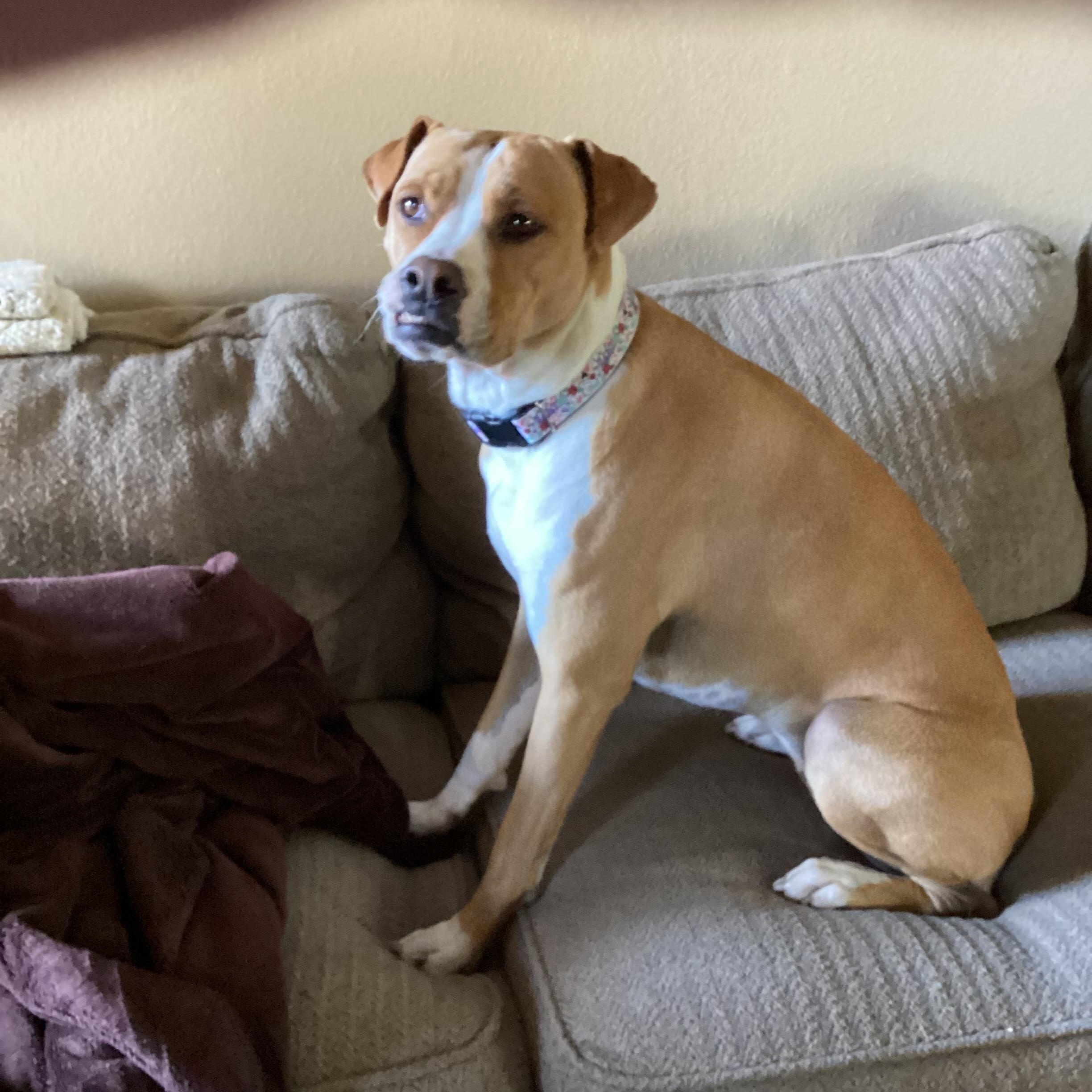 Enlarge Socks, a Adoptable mixed breed in Phoenix, AZ image 4/5