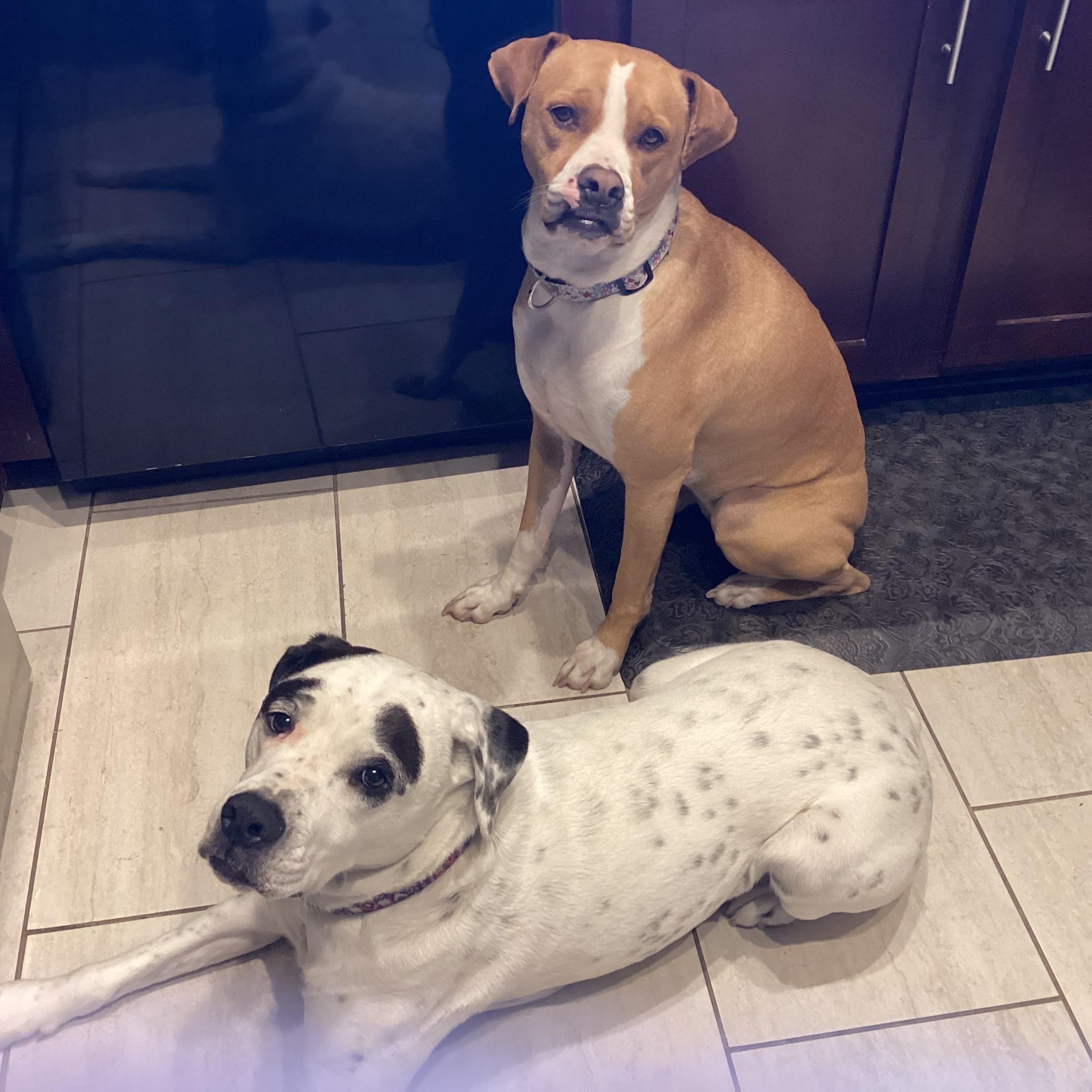 Enlarge Socks, a Adoptable mixed breed in Phoenix, AZ image 5/5