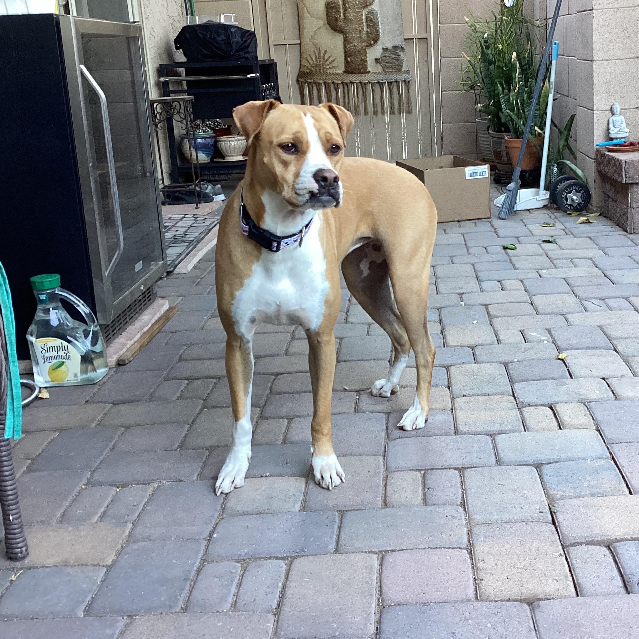 Socks, Adoptable, Adult Female Boxer.