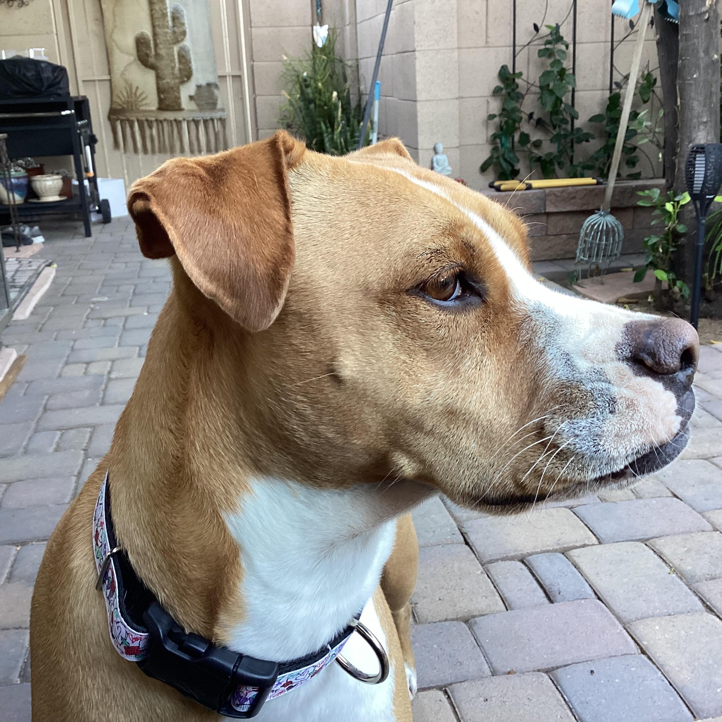 Enlarge Socks, a Adoptable mixed breed in Phoenix, AZ image 2/5