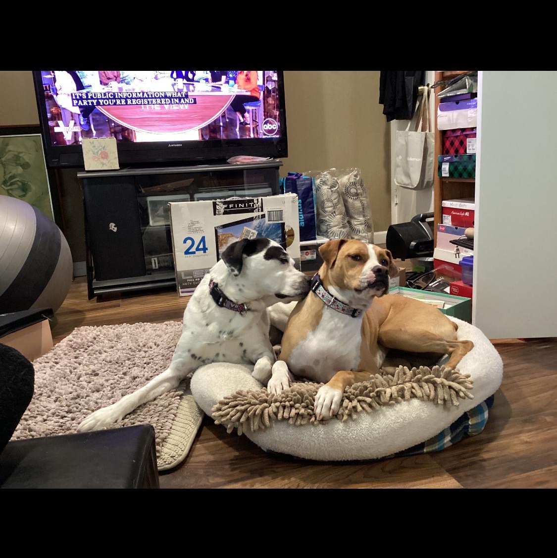 Enlarge Socks, a Adoptable mixed breed in Phoenix, AZ image 3/5