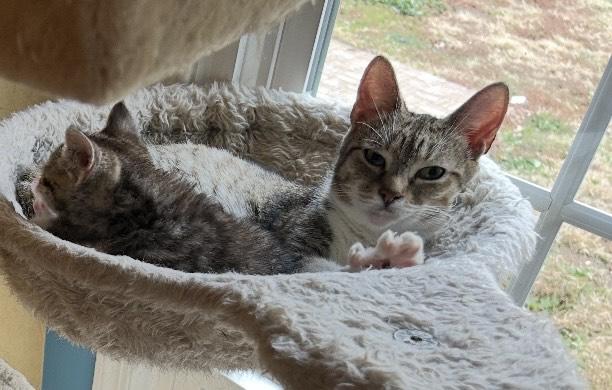 Enlarge Shirley - RETIRED MOMMA WITH LOVE TO SHARE, a ADOPTABLE Domestic Short Hair in Bristow, VA image 3/3