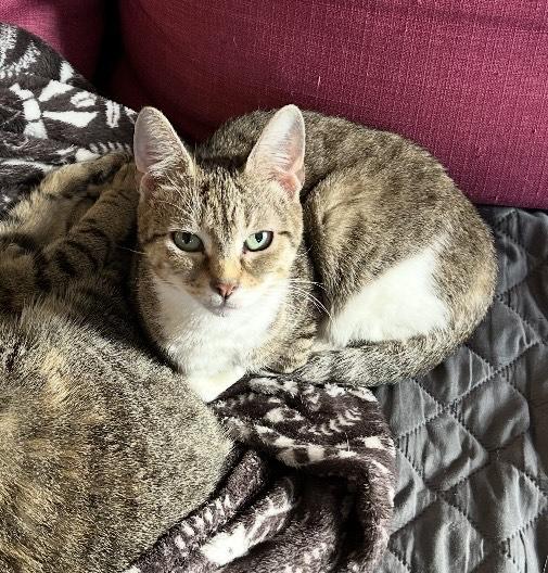 Shirley - RETIRED MOMMA WITH LOVE TO SHARE, ADOPTABLE, Young Female Domestic Short Hair.