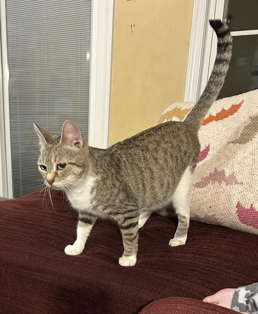 Enlarge Shirley - RETIRED MOMMA WITH LOVE TO SHARE, a ADOPTABLE Domestic Short Hair in Bristow, VA image 2/3