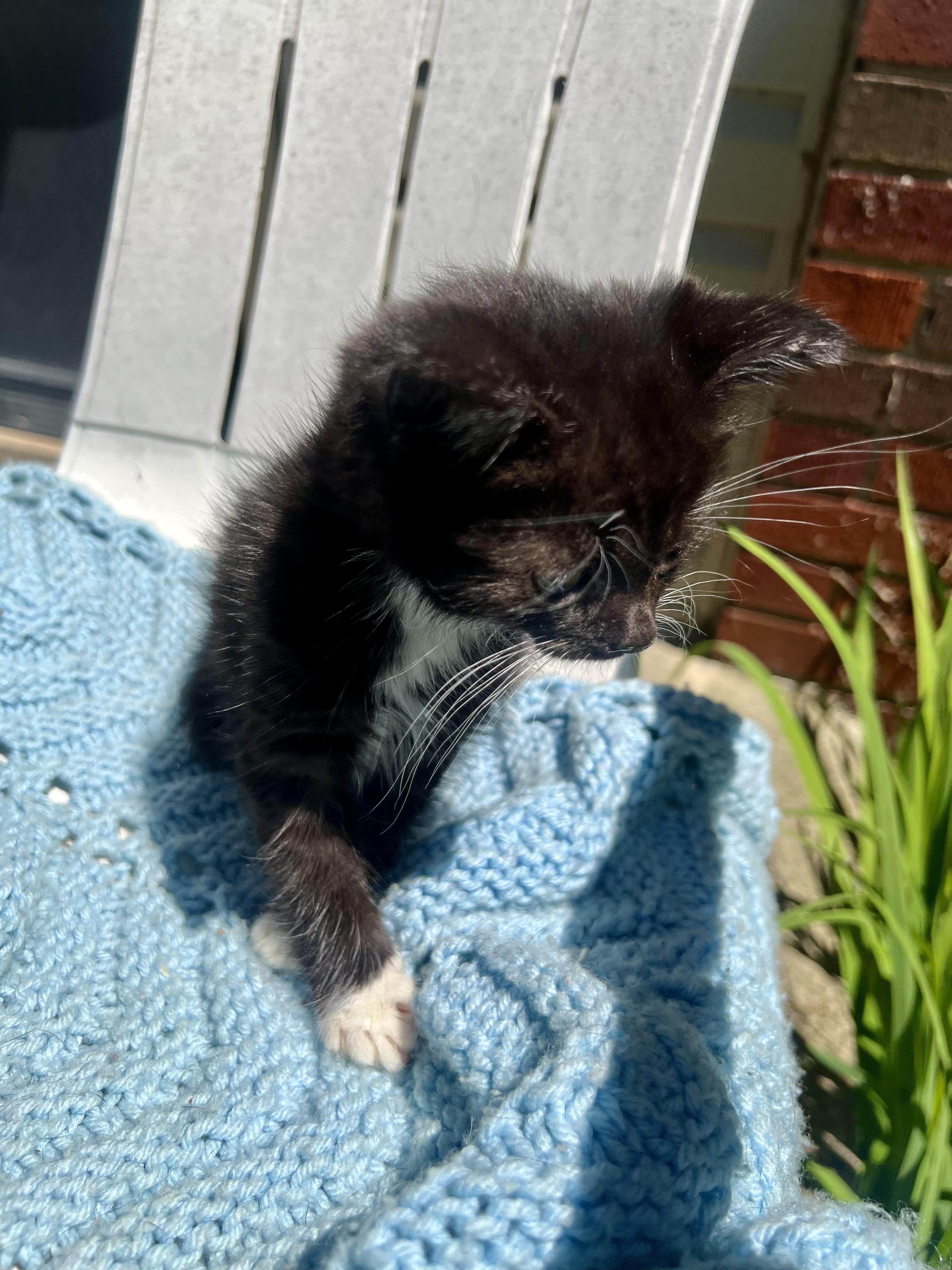 Enlarge Oreo, a ADOPTABLE mixed breed in Livonia, MI image 5/6