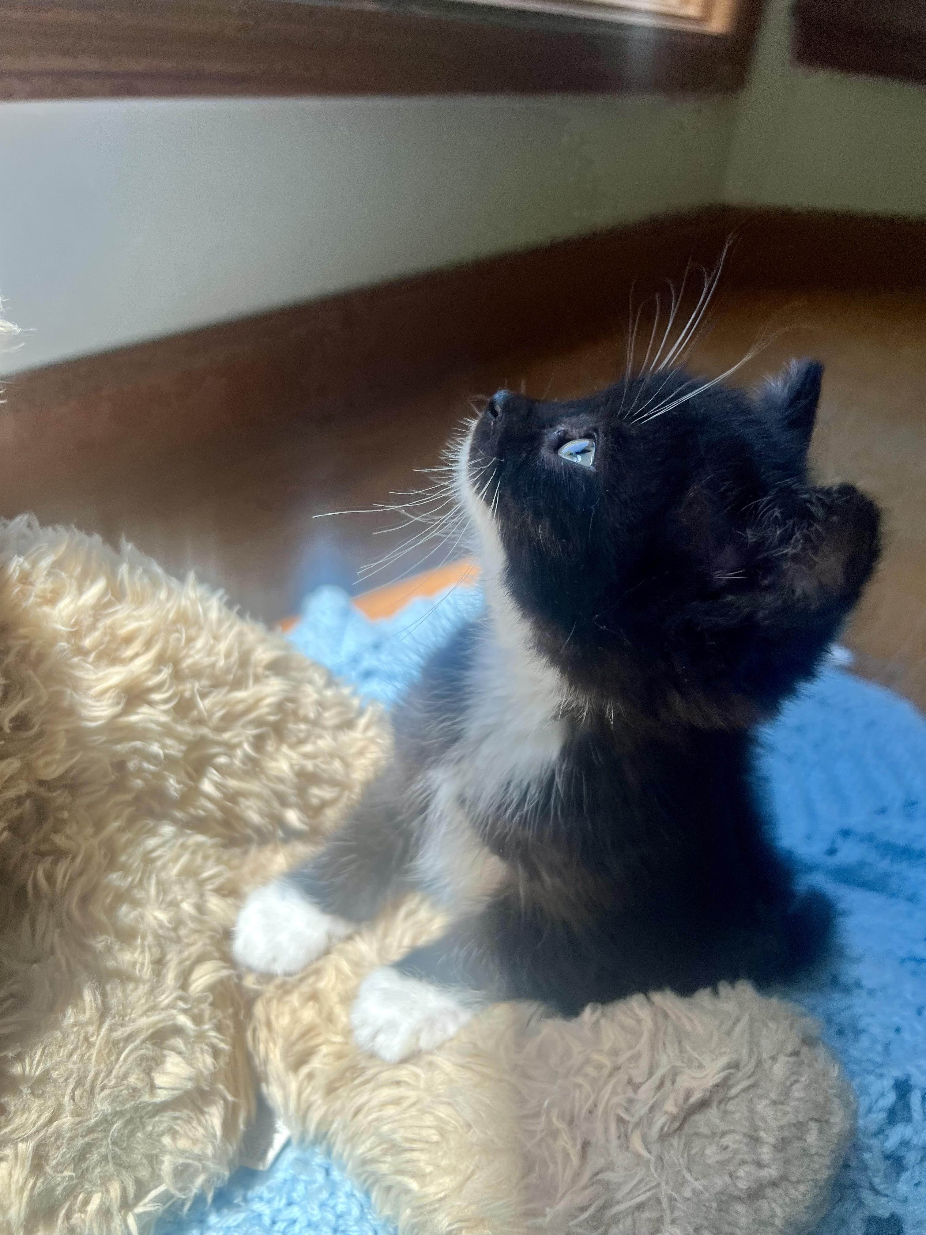 Enlarge Oreo, a ADOPTABLE mixed breed in Livonia, MI image 3/6