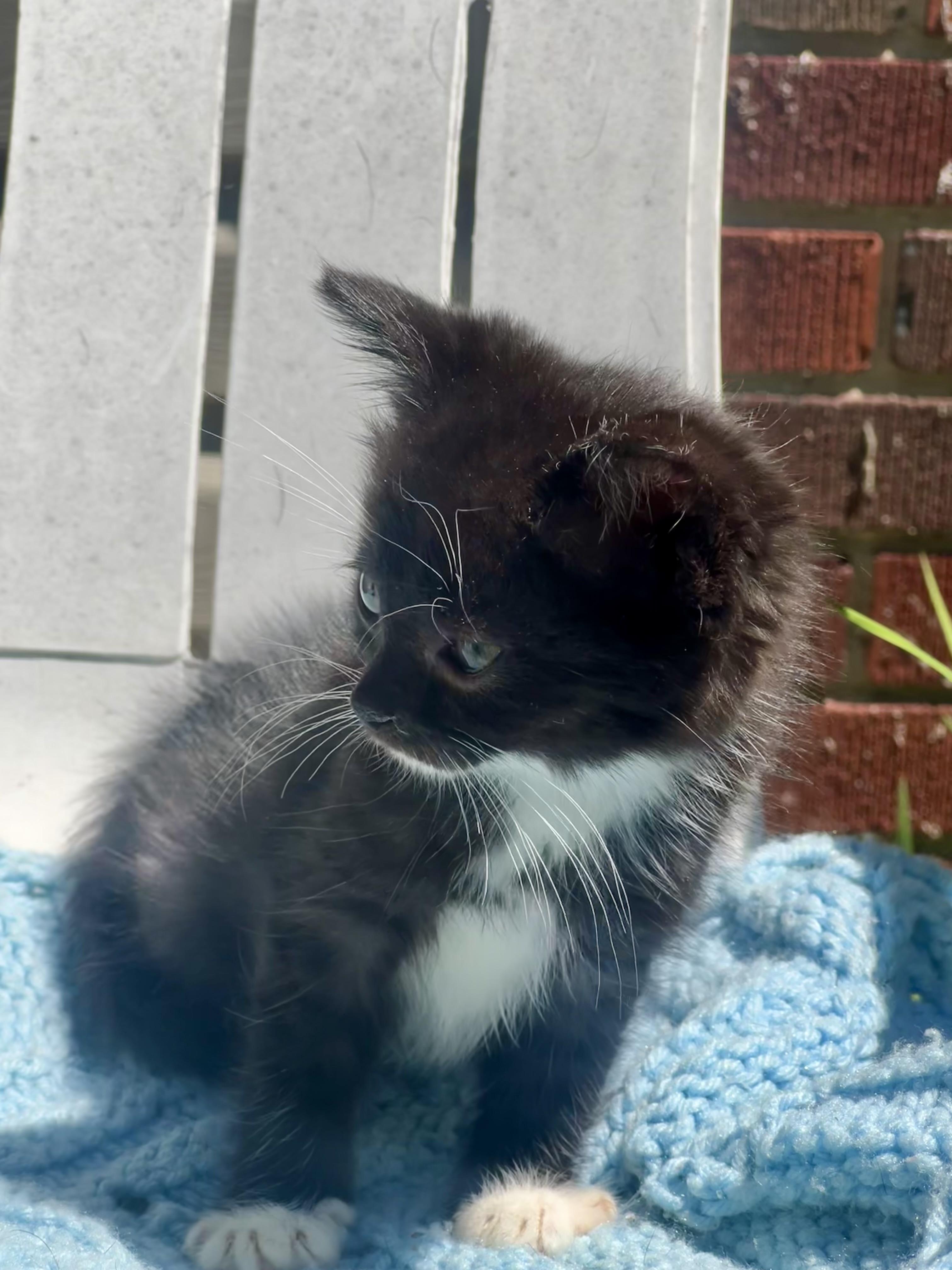 Enlarge Oreo, a ADOPTABLE mixed breed in Livonia, MI image 6/6