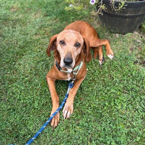 Enlarge Greta, a Adoptable Hound in Harrisonburg, VA image 1/5