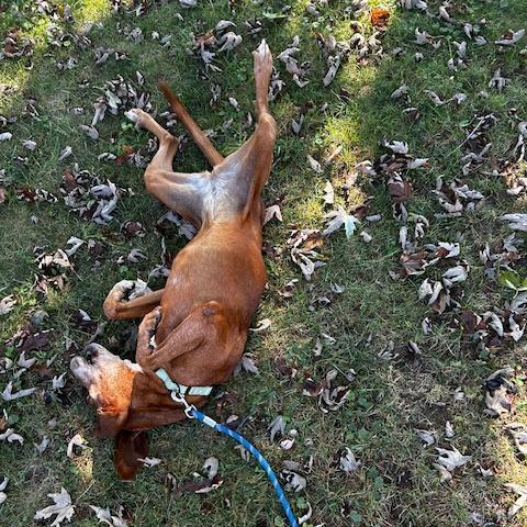 Enlarge Greta, a Adoptable Hound in Harrisonburg, VA image 2/5