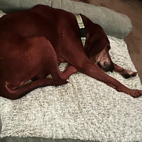 Enlarge Greta, a Adoptable Hound in Harrisonburg, VA image 3/5