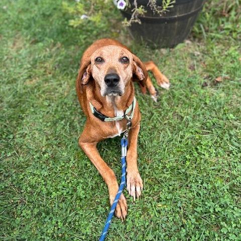 Enlarge Greta, a Adoptable Hound in Harrisonburg, VA image 4/5