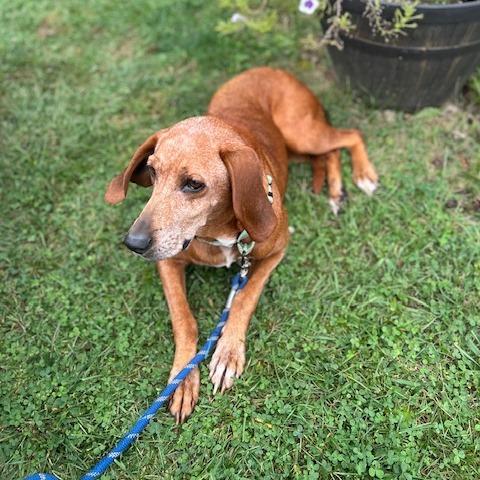 Enlarge Greta, a Adoptable Hound in Harrisonburg, VA image 5/5