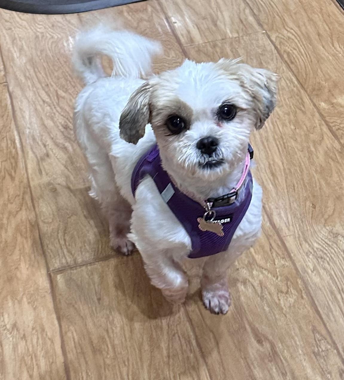 Nala fka Annie, ADOPTABLE, Young Female Shih Tzu.