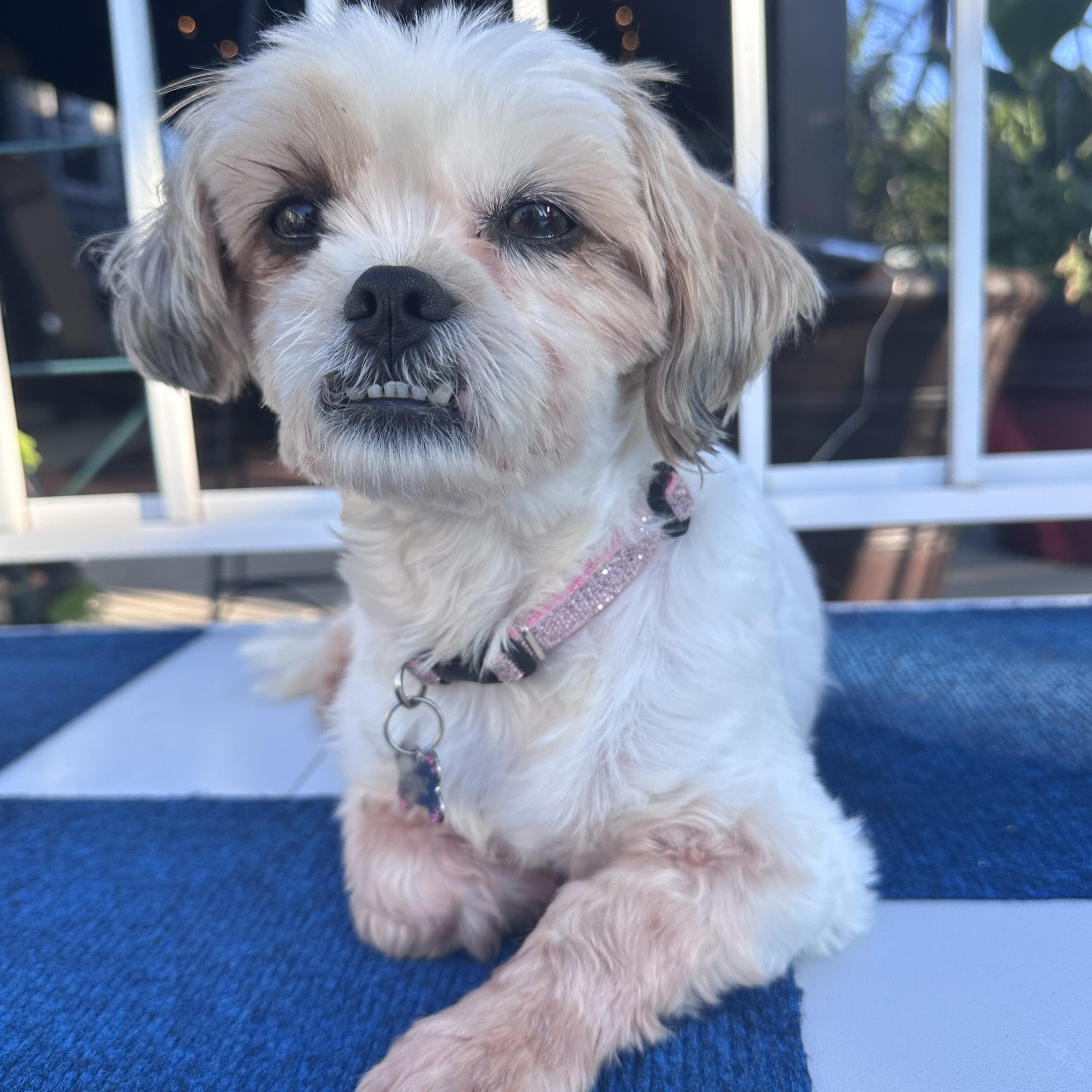 Enlarge Nala fka Annie, a ADOPTABLE Shih Tzu in Union Grove, WI image 2/4