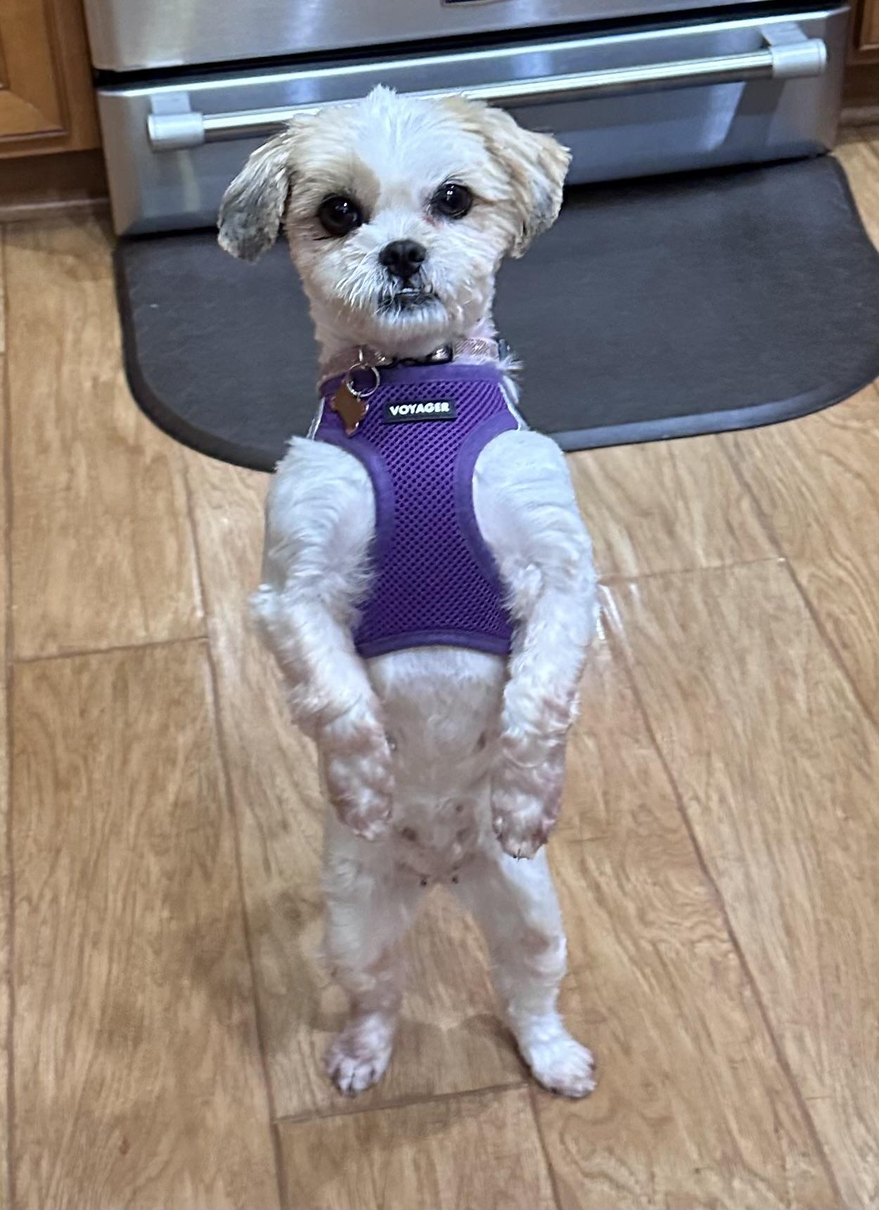 Enlarge Nala fka Annie, a ADOPTABLE Shih Tzu in Union Grove, WI image 4/4