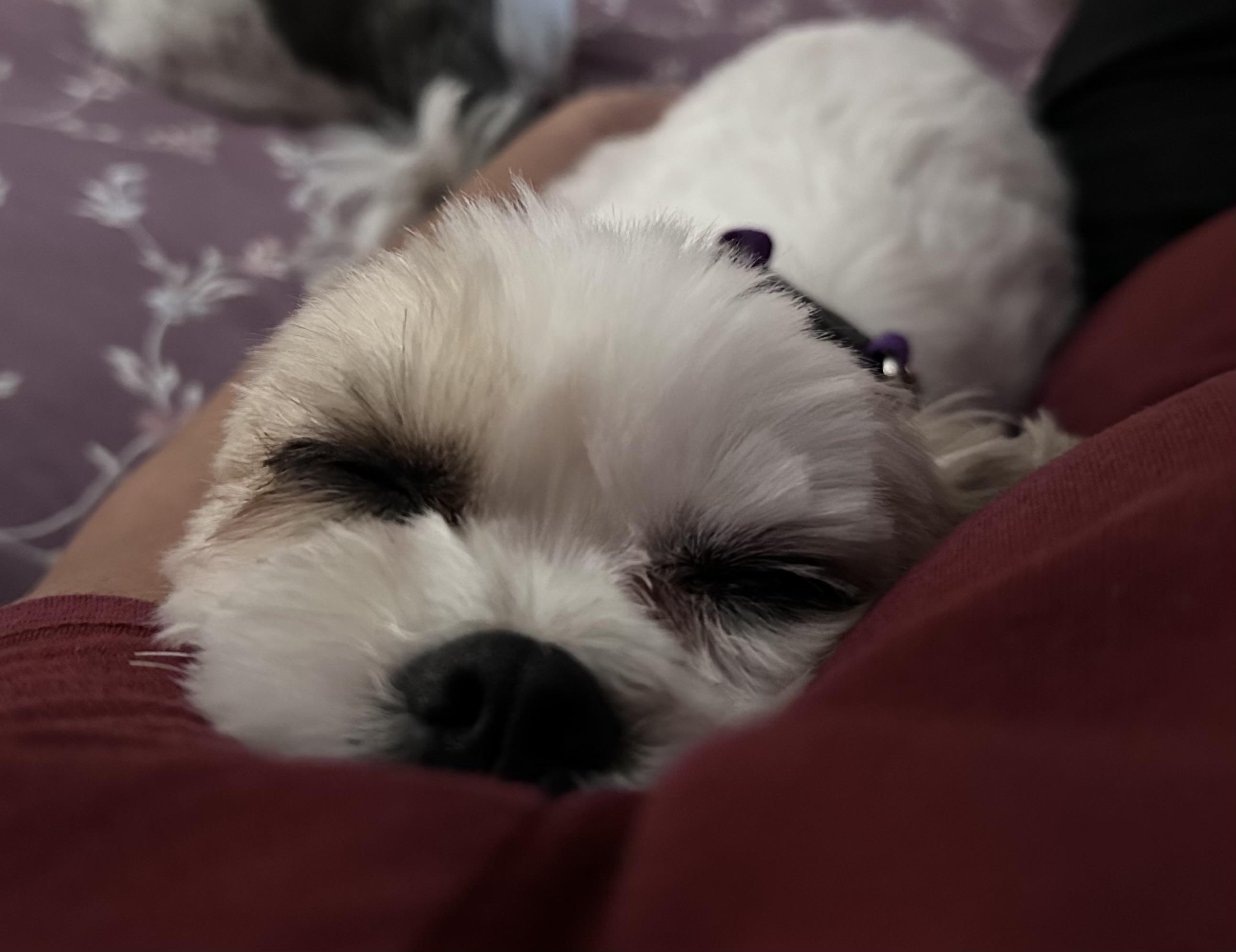 Enlarge Nala fka Annie, a ADOPTABLE Shih Tzu in Union Grove, WI image 3/4