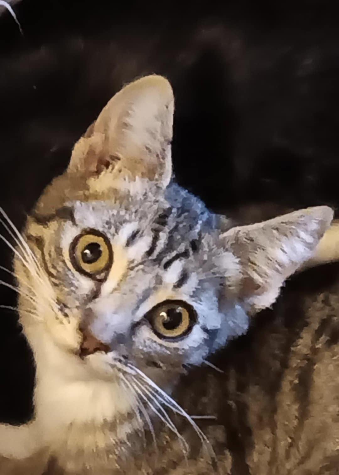 Kevin, Young Male Domestic Short Hair
