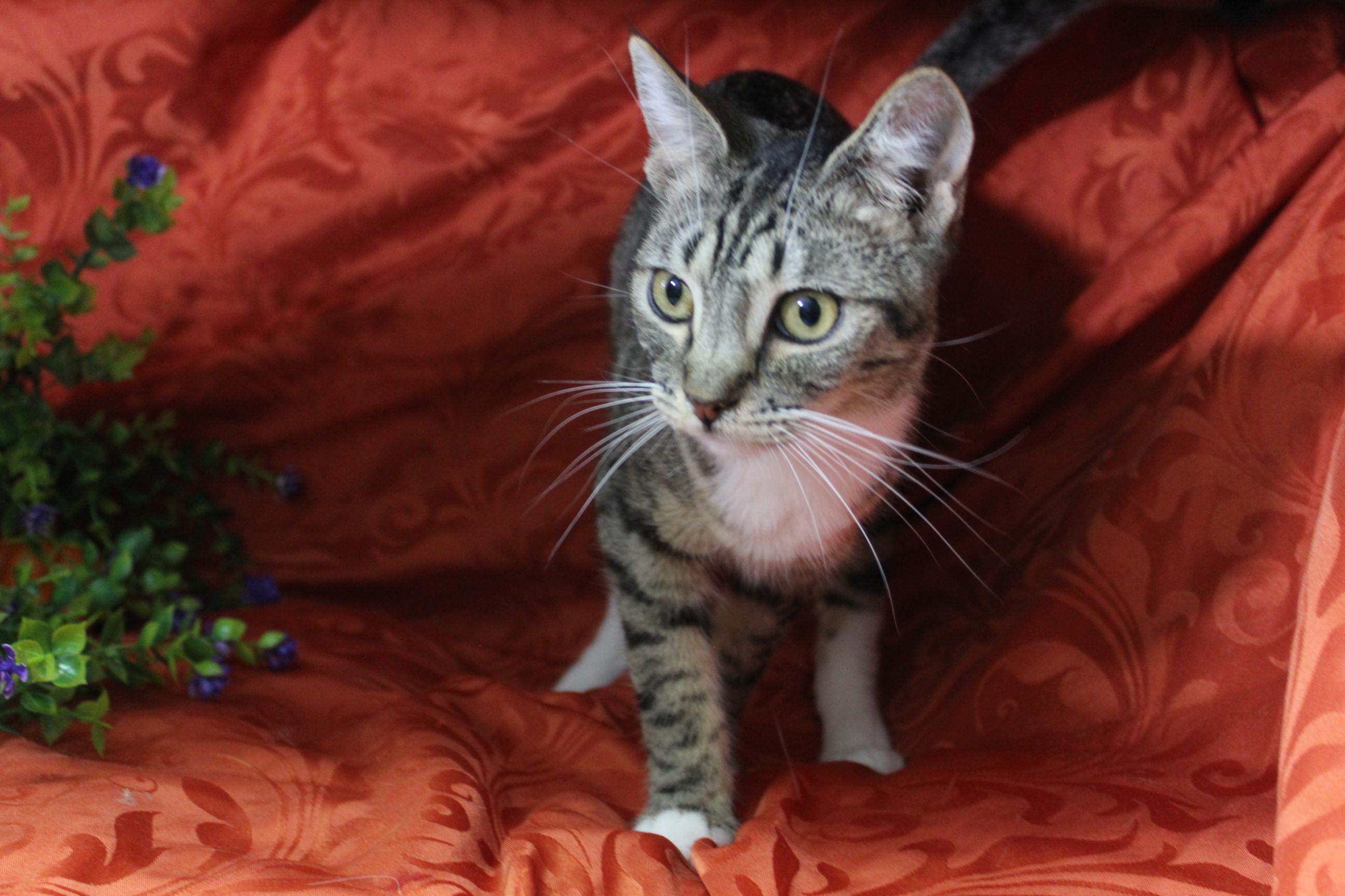 Kevin, Adoptable, Young Male Domestic Short Hair.