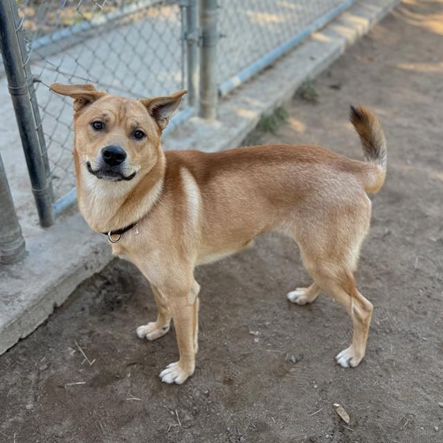 JACKSON, Adoptable, Adult Male Carolina Dog & Mixed Breed.