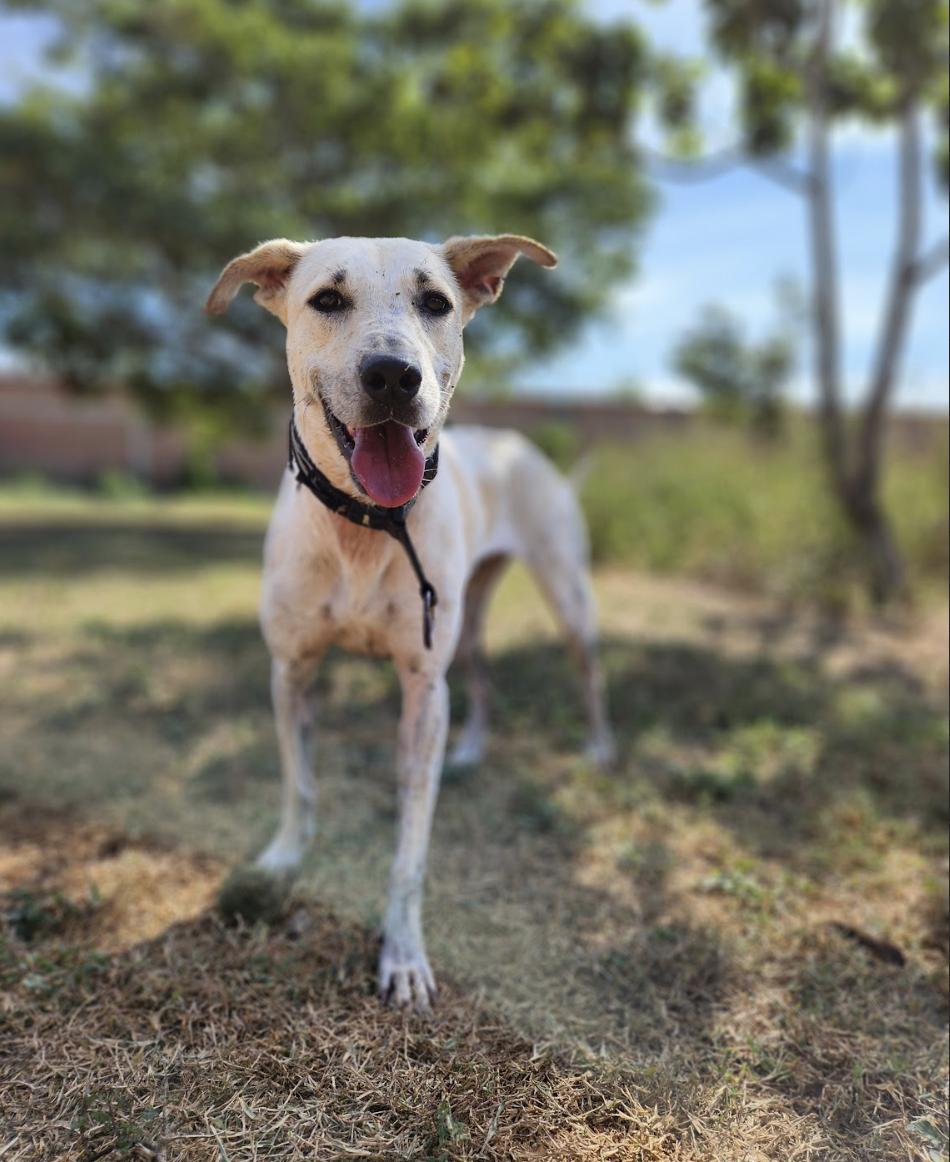 Pelusa, Adoptable, Adult Female Mixed Breed.