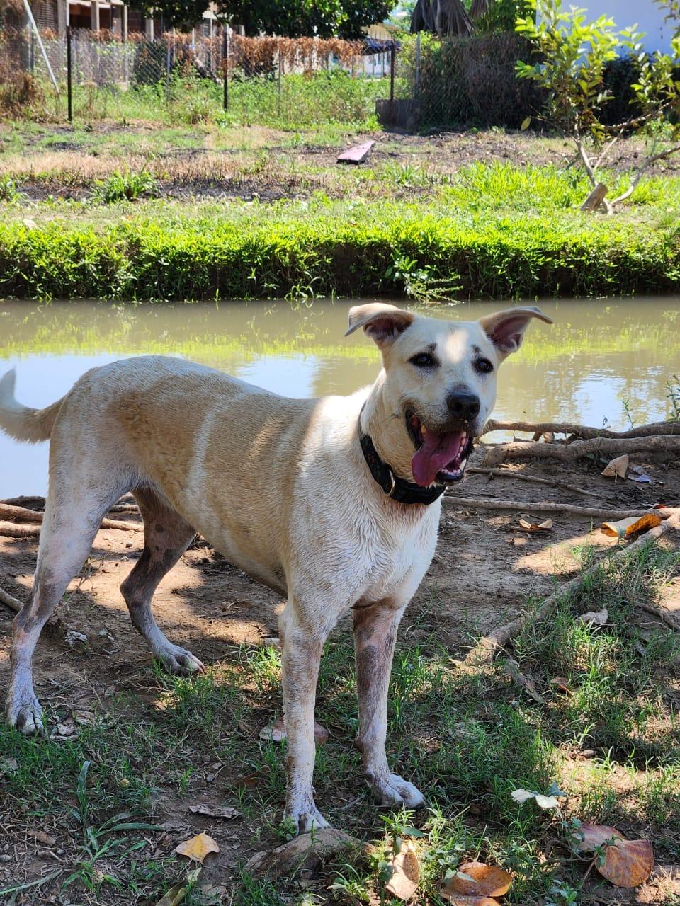 Pelusa, a Adoptable mixed breed in EL COLORADO, JAL image 2/6
