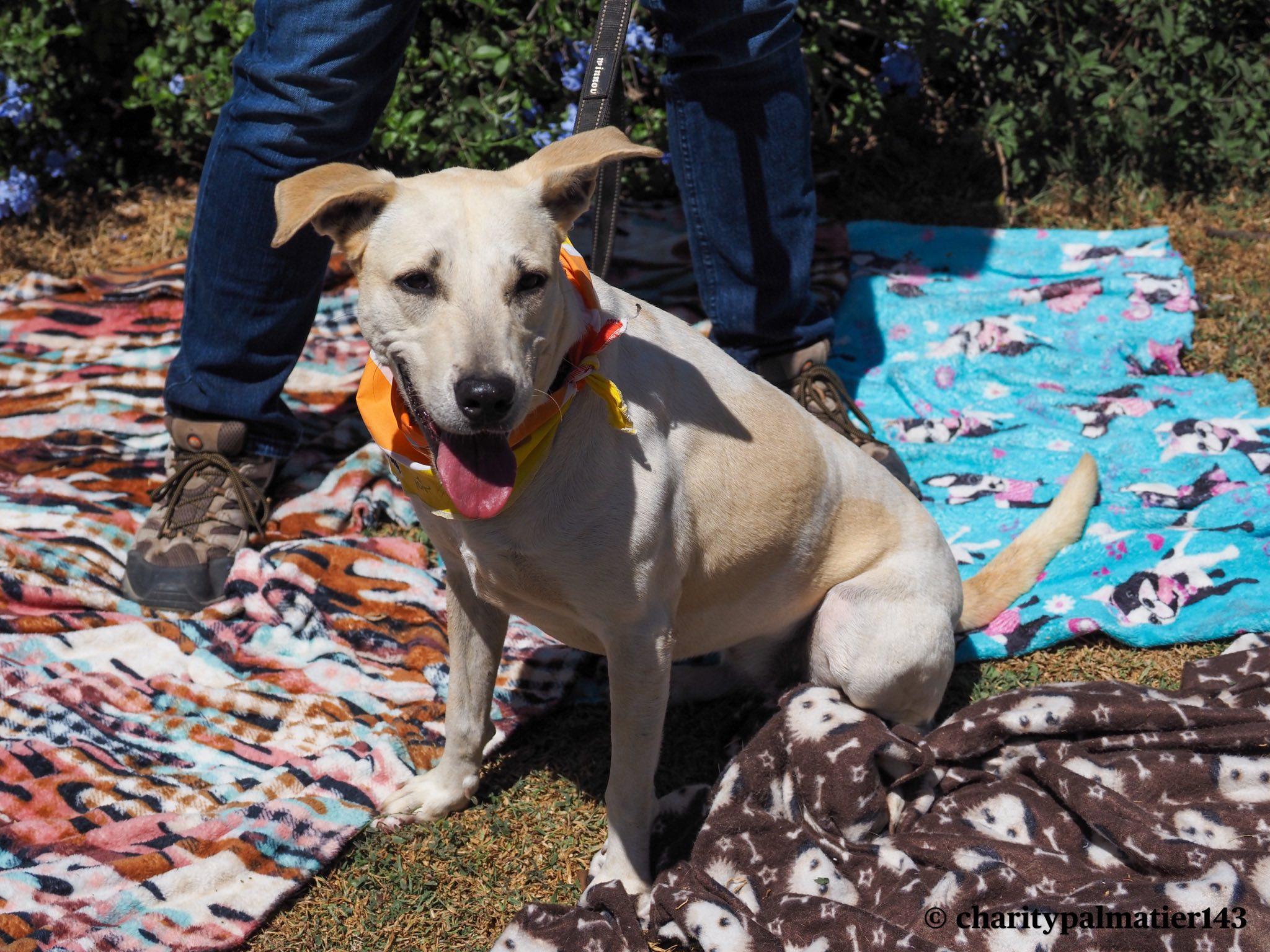 Pelusa, a Adoptable mixed breed in EL COLORADO, JAL image 3/6