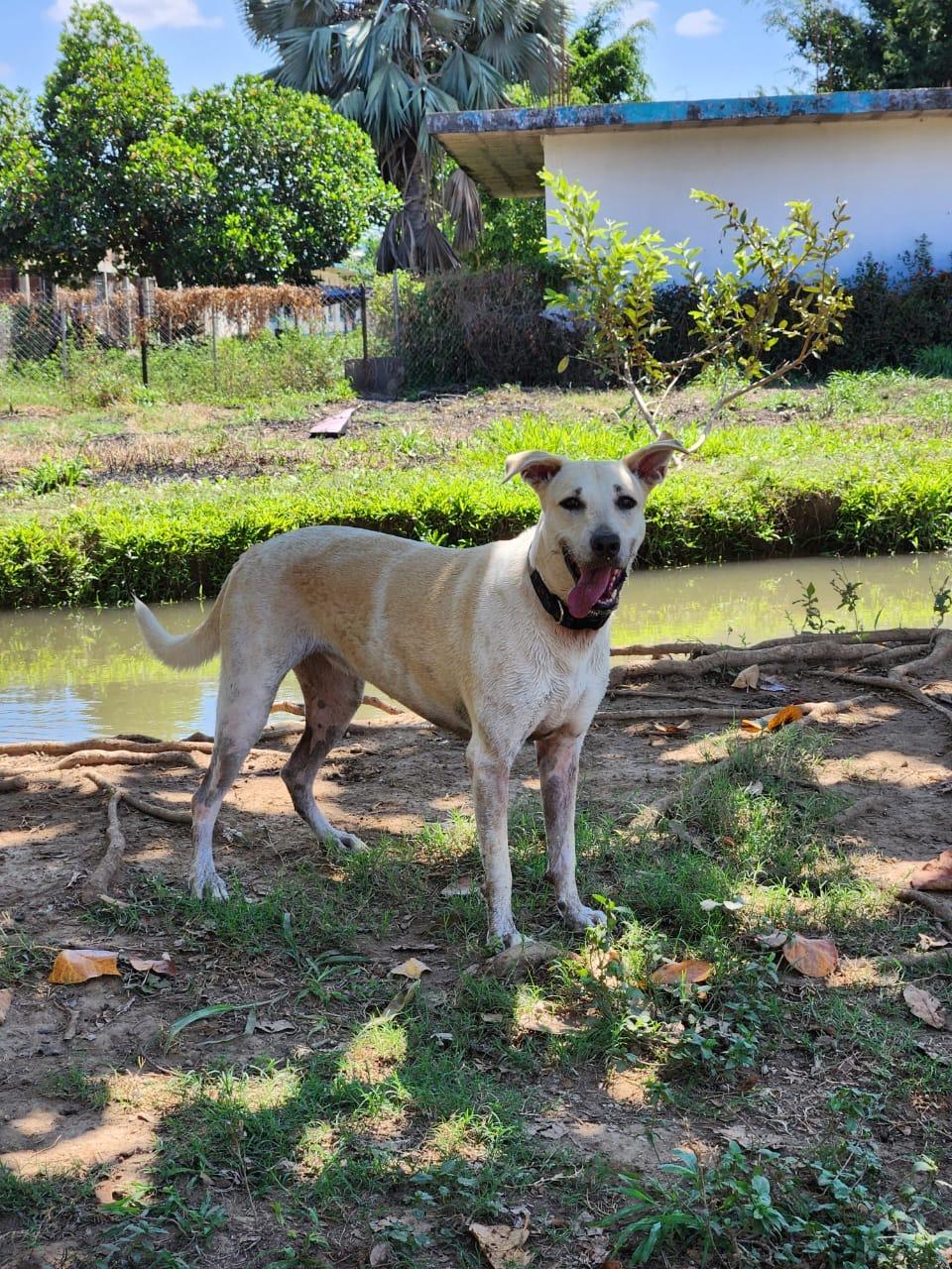 Pelusa, a Adoptable mixed breed in EL COLORADO, JAL image 4/6