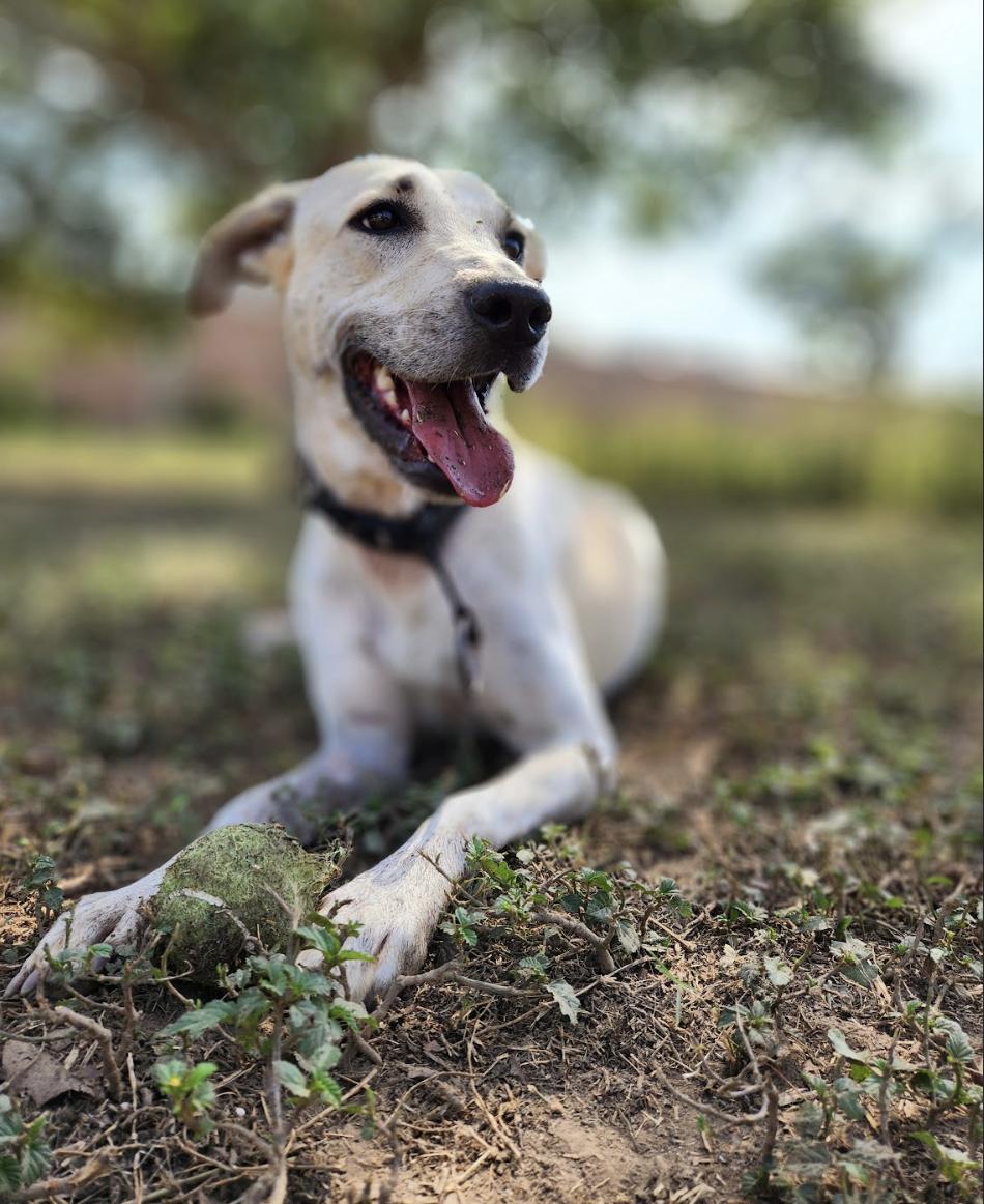 Pelusa, a Adoptable mixed breed in EL COLORADO, JAL image 5/6