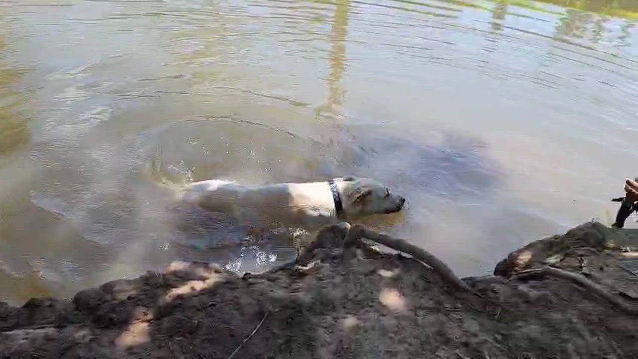 Enlarge Pelusa, a Adoptable mixed breed in EL COLORADO, JAL video 6/6