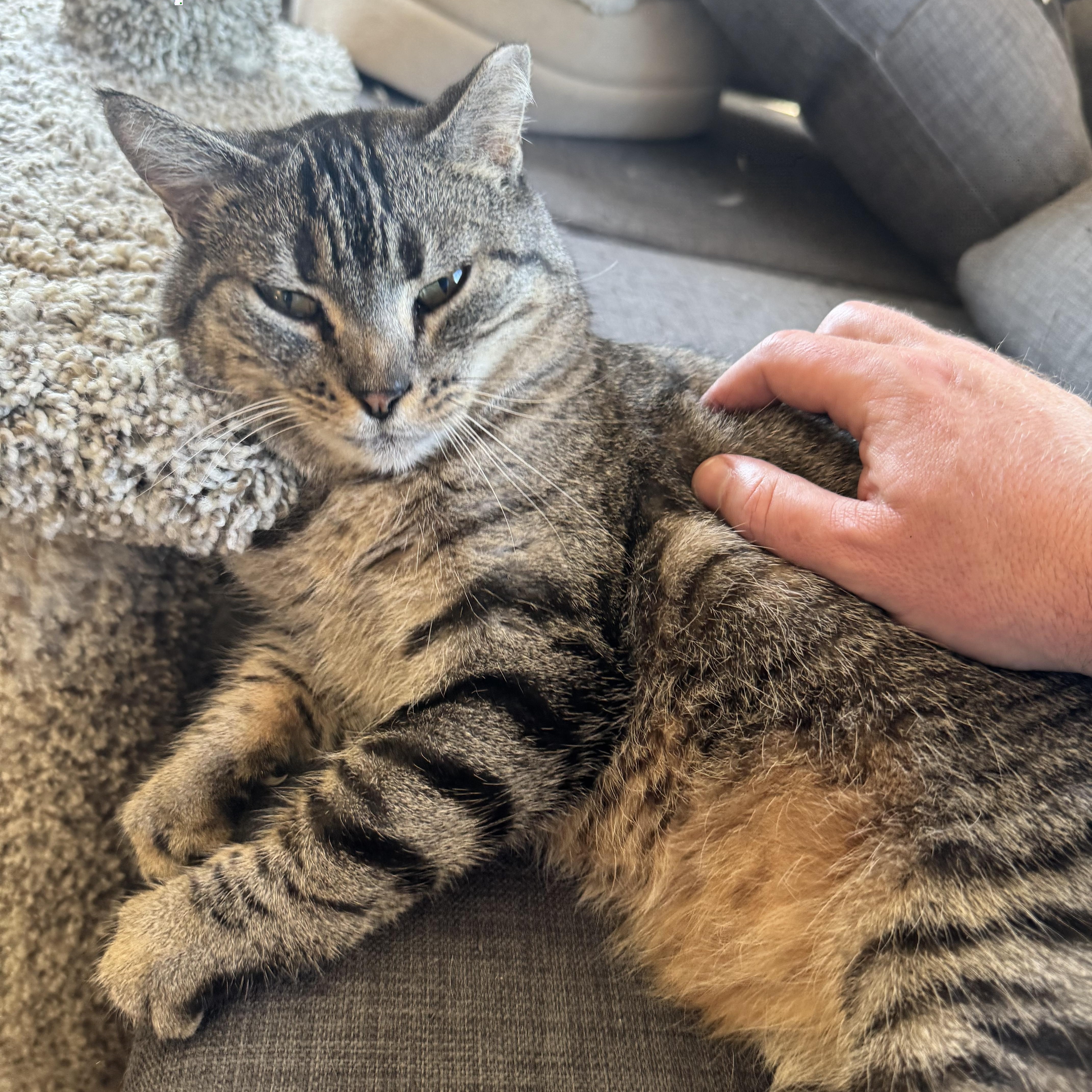 Bo Catan, a Adoptable Domestic Short Hair in Tracy, CA image 1/4